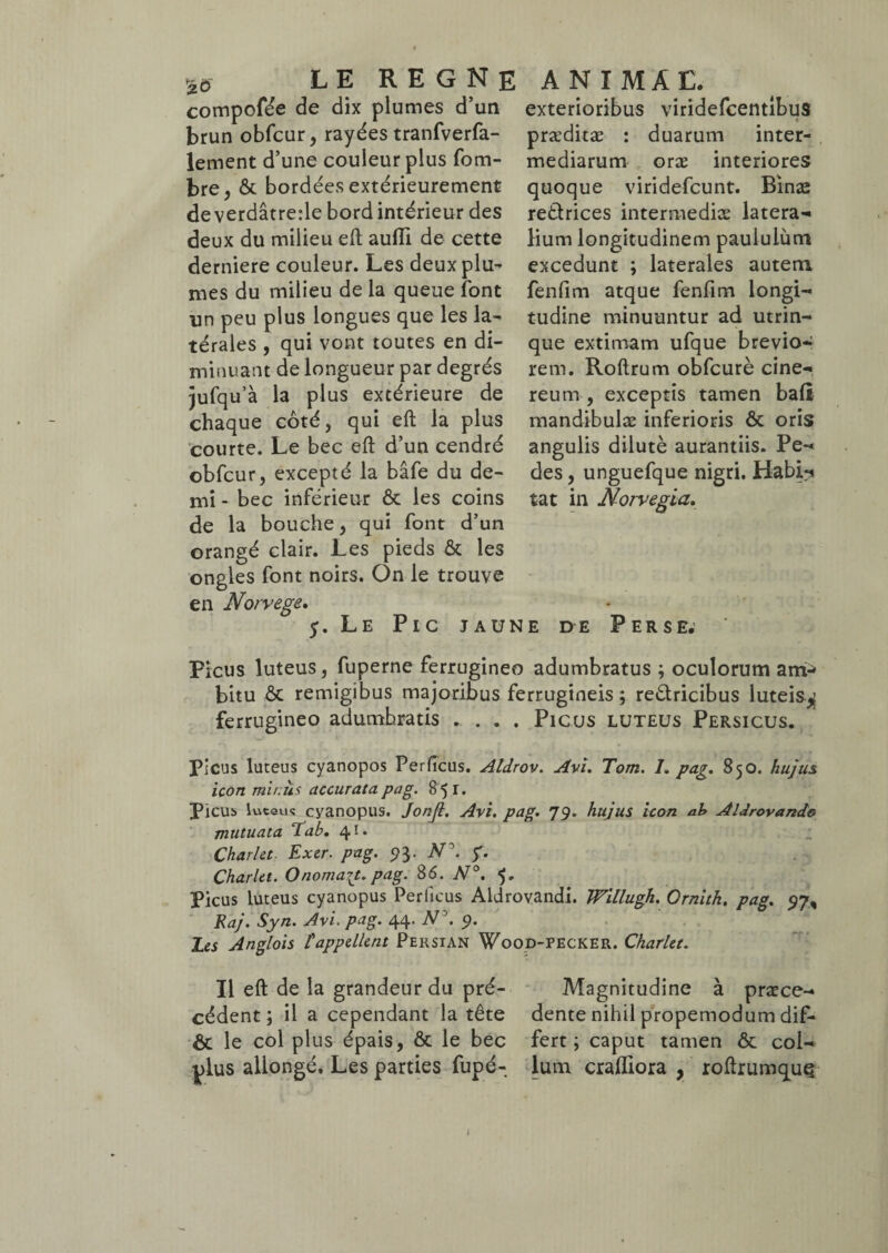 £6 compofée de dix plumes d’un brun obfcur, rayées tranfverfa- lement d’une couleur plus fom- bre j & bordées extérieurement deverdâtrede bord intérieur des deux du milieu eft aufli de cette derniere couleur. Les deux plu¬ mes du milieu de la queue font un peu plus longues que les la¬ térales , qui vont toutes en di¬ minuant de longueur par degrés jufqu’à la plus extérieure de chaque côté, qui eft la plus courte. Le bec eft d’un cendré obfcur, excepté la bâfe du de¬ mi - bec inférieur & les coins de la bouche, qui font d’un exterioribus viridefcentibus t præditæ : duarum inter¬ mediarum oræ interiores quoque viridefcunt. Binæ retlrices intermediæ latera¬ lium longitudinem paululum excedunt ; laterales autem fenfim atque fenfim longi¬ tudine minuuntur ad utrin- que extimam ufque brevio¬ rem. Roftrum obfcurè cine¬ reum , exceptis tamen baft mandibulæ inferioris & oris angulis dilute aurantiis. Pe¬ des , unguefque nigri. Habi** tat in Norvegia. orangé clair. Les pieds & les ongles font noirs. On le trouve en Norvège. y. Le Pic jaune de Perse. Picus luteus, fuperne ferrugineo adumbratus ; oculorum am-> bitu & remigibus majoribus ferrugineis ; redlricibus luteis^ ferrugineo adumbratis .... Picus luteus Persicus. Picus luteus cyanopos Perficus. Aldrov. Avi. Tom. I. pag. 850. hujus icon miniis accurata pag. 8 5 r. Picub luteus cyanopus. Jonjl. Avi. pag. 79» hujus icon ah Aldrovando mutuata Tab. 41. Charlet Exer. pag. 93. N\ j. Charlct. OnomaTt. pag. 86. N°. 5. Picus luteus cyanopus Perficus Aldrovandi. Willugh. Ornith. pag. 97, Raj. Syn. Avi. pag. 44. N\ 9. Les Anglois l'appellent Persian Wood-PECker. Charlet. Il eft de la grandeur du pré- Magnitudine à praece- cédent ; il a cependant la tête dente nihil propemodum dif- & le col plus épais, & le bec fert ; caput tamen & col- plus allongé. Les parties fupé- lum cralfiora , roftrumqug