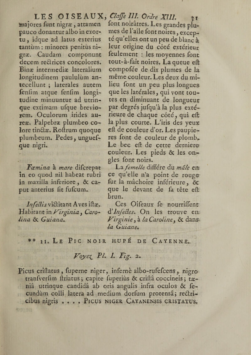 LES OISEAUX, majores funt nigræ , attamen pauco donantur albo in exor¬ tu , idque ad latus exterius tantiim : minores penitus ni¬ græ. Caudam componunt decem re&rices concolores. Binæ intermediæ lateralium longitudinem paululum an¬ tecellunt ; laterales autem fenfim atque fenfim longi¬ tudine minuuntur ad utrin- que extimam ufque brevio¬ rem. Oculorum irides au- reæ. Palpebræ plumbeo co¬ lore tin&æ. Roftrum quoque plumbeum. Pedes, unguef- que nigri. Tœmina à mare difcrepat m eo quod nil habeat rubri in maxilla inferiore , ôc ca¬ put anterius fit fufcum. Infectis viftitant Aves iftæ. Habitant in Virginia, Caro- lina ÔC Guiaria. * * ii. Le Pic noir Voye£ PL Gaffe III. Ordre XUL 3 1 font noirâtres. Les grandes plu¬ mes de 1 aile font noires , excep¬ té qu’elles ont un peu de blanc à leur origine du côté extérieur feulement : les moyennes font tout-à-fait noires. La queue efi compofée de dix plumes de la même couleur. Les deux du mi¬ lieu font un peu plus longues que les latérales, qui vont tou¬ tes en diminuant de longueur par degrés jufqu’à la plus exté¬ rieure de chaque côté, qui efi la plus courte. L’iris des yeux efi de couleur d’or. Les paupiè¬ res font de couleur de plomb». Le bec efi de cette derniere couleur. Les pieds ôc les on¬ gles font noirs. La femelle diffère du mâle en: ce qu’elle n’a point de rouge fur la mâchoire inférieure, ôc que le devant de fa tête efi brun. Ces Oifeaux fe nourrifient à’Infectes. On les trouve en. Virginie, à la Caroline, ÔC dans la G.uiane. HUPÉ DE CAYENN E* L Fig. 2. O Picus criftatus, fuperne niger, infernè albo-rufefcens , nîgro tranfverfim ftriatus ; capite fuperiùs ôc crifiâ coccineis ; tæ- niâ utrinque candida ab oris angulis infra oculos ôc fe¬ cundum colli latera ad medium dorfum protensâ; reêtri- cibus nigris .... Picus niger Cayanensis cristatus»