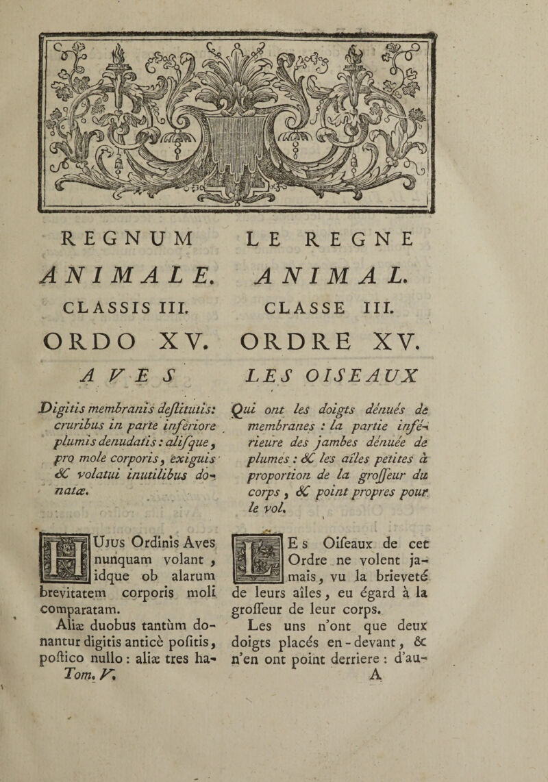 REGNUM LE REGNE ANIMALE. ANIMAL. CLASSIS III. ORDO XV. A F E S CLASSE III. ORDRE XV. LES OISEAUX Digitis membranis dejlitutis: cruribus in parte inferiore plumis denudatis : alifque , pro mole corporis y exiguis SC volatui inutilibus do-* natœ. Qui ont les doigts dénués de membranes : la partie infè’-i rieure des jambes dénuée de plumes : SC tes ailes petites à proportion de la grojfeur dit corps y SC point propres pour, le voL Ujus Ordinis Aves nunquam volant , idque ob alarum brevitatem corporis moli comparatam. Aliæ duobus tantum do¬ nantur digitis anticè politis, poftico nullo ; aliæ tres ha- Tom. V* E s Oifeaux de cet Ordre ne volent ja¬ mais, vu la brièveté de leurs ailes, eu égard à la grofleur de leur corps. Les uns n’ont que deux doigts placés en - devant, Ôc n’en ont point derrière : d’au- A