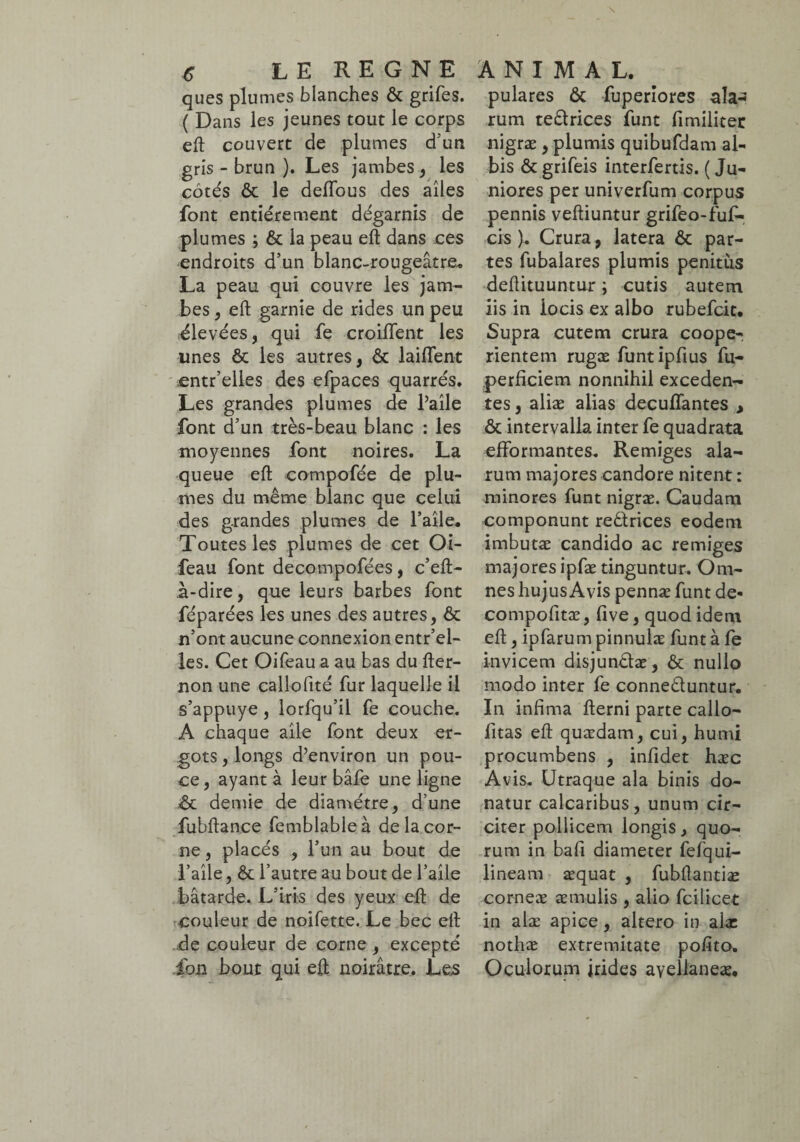 ques plumes blanches ôc grifes. ( Dans les jeunes tout le corps eft couvert de plumes d'un gris-brun). Les jambes, les côtés ôc le deflous des ailes font entièrement dégarnis de plumes ; ôc la peau eft dans ces endroits d’un blanc-rougeâtre.. La peau qui couvre les jam¬ bes , eft garnie de rides un peu élevées, qui fe croiflent les unes ôc les autres, ôc laiffent entr’elles des efpaces quarrés. Les grandes plumes de l’aile font d’un très-beau blanc : les moyennes font noires. La queue eft compofée de plu¬ mes du même blanc que celui des grandes plumes de l’aile. Toutes les plumes de cet Oi- feau font decompofées, c’eft- à-dire, que leurs barbes font féparées les unes des autres, ôc n’ont aucune connexion entr’el- les. Cet Oifeau a au bas du fter- non une callofité fur laquelle il s’appuye , lorfqu’il fe couche. A chaque aile font deux er¬ gots , longs d’environ un pou¬ ce, ayant à leur bâfe une ligne ôc demie de diamètre, d’une fubftance femblableà de la cor¬ ne, placés , l’un au bout de l’aile, ôc l’autre au bout de l’aile bâtarde. L’iris des yeux eft de couleur de noifette. Le bec eft de couleur de corne, excepté fan bout qui eft noirâtre. Les pulares ôc fuperiores ala¬ rum te&rices font fi militer nigræ , plumis quibufdam al¬ bis ôc grifeis interfertis. ( Ju¬ niores per univerfum corpus pennis veftiuntur grifeo-fuf- cis ). Crura, latera ôc par¬ tes fubalares plumis penitùs deftituuntur ; cutis autem iis in locis ex albo rubefcic. Supra cutem crura coope¬ rientem rugæ funtipfius fu- perficiem nonnihil exceden¬ tes , aliæ alias deculfantes , ôc intervalla inter fe quadrata efformantes, Remiges ala¬ rum majores candore nitent : minores font nigræ. Caudam componunt reêlrices eodem imbutæ candido ac remiges majores ipfæ tinguntur. Om¬ nes hujus Avis pennæ font de- compofitæ, five, quod idem eft, ipfarum pinnulæ font à fe invicem disjunctæ, ôc nullo modo inter fe conne&untur. In infima fterni parte callo- fitas eft quædam, cui, humi procumbens , infidet hæc Avis, Utraque ala binis do¬ natur calcaribus, unum cir¬ citer pollicem longis > quo¬ rum in bafi diameter fefqui- lineam æquat , fubftantiæ corneæ æmulis , alio fcilicet in alæ apice, altero in alæ nothæ extremitate pofito. Oculorum irides ayellaneæ.