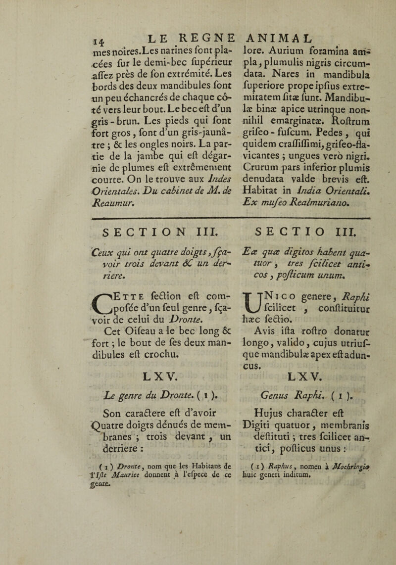 14 mes noires.Les narines font pla¬ cées fur le demi-bec fupérieur affez près de fon extrémité. Les bords des deux mandibules font un peu échancrés de chaque cô¬ té vers leur bout. Le bec eft d’un gris - brun. Les pieds qui font fort gros, font d'un gris-jaunâ¬ tre ; & les ongles noirs. La par¬ tie de la jambe qui eft dégar¬ nie deplumes eft extrêmement courte. On le trouve aux Indes Orientales. Du cabinet de M. de Reaumur. lore. Aurium foramina ani* pla,plumulis nigris circum¬ data. Nares in mandibula fuperiore prope ipfius extre¬ mitatem fitae fimt. Mandibu¬ lae binæ apice utrinque non¬ nihil emarginatæ. Roftrum grifeo-fufcum. Pedes, qui quidem cralliflimi, grifeo-fla* vicantes ; ungues vero nigri. Crurum pars inferior plumis denudata valde brevis eft. Habitat in India Orientali* Ex mufeo Realmuriano. SECTION III. Ceux qui ont quatre doigts, fça- voir trois devant SC un der¬ rière. CEtte fe&ion eft com- pofée d’un feul genre, fça- voir de celui du Dronte. Cet Oifeau a le bec long ôc fort ; le bout de fes deux man¬ dibules eft crochu. L X V. Le genre du Dronte. ( 1 ). Son caradere eft d’avoir Quatre doigts dénués de mem¬ branes ; trois devant, un derrière ; ( 1 ) Dronte, nom que les Habitans de Maurice donnent à l’eipecé de ce genre. SECTIO III. Ea quce digitos habent qua¬ tuor , très fcilicet anti¬ cos y pojlicum unum. UN 1 c o genere , Raphi fcilicet , conftituitur hæc fedio. Avis ifta roftro donatur longo, valido, cujus utriuf- que mandibulæ apex eft adun¬ cus. LXV. Genus Raphi. ( I ). Hujus charader eft Digiti quatuor, membranis deftituti ; tres fcilicet an¬ tici, pofticus unus : ( 1 ) Raphus, nomen à Mochringie huic generi inditum.