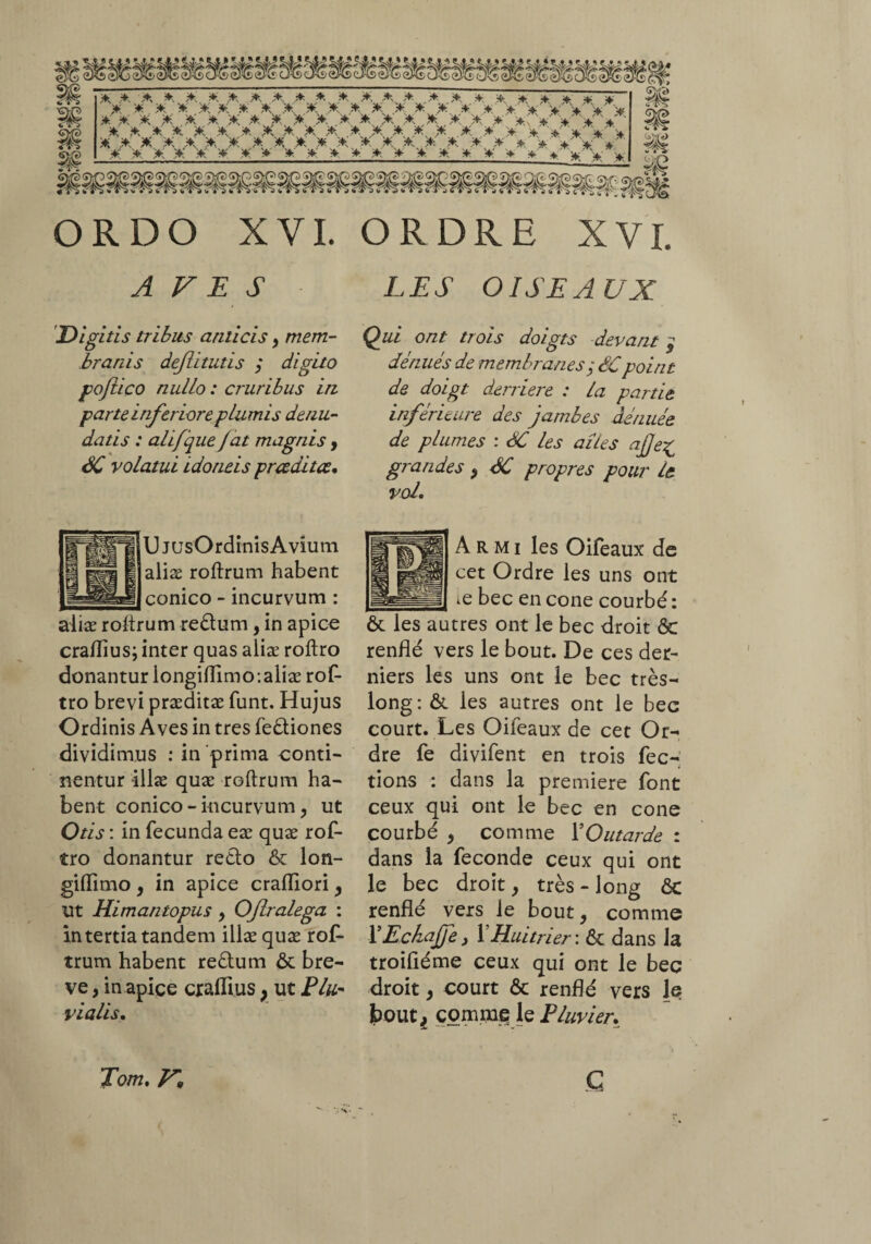 AVES LES OISEAUX Digitis tribus amicis , mem¬ branis dejlitutis ,* digito jpoflico nullo : cruribus in parte inferiore plumis denu¬ datis : ahfque fat magnis , SC volatui Ldoneis prœditœ• Qui ont trois doigts devant} dénués de membranes y SC point de doigt derrière : la partie inférieure des jambes dénuée de plumes : SC les ailes ajje£ grandes , SC propres pour le vol. U jusOrdinis Avium aliæ roftrum habent conico - incurvum : um reélum, in apice craflius; inter quas aliæ roftro donantur longiflimo:aliæ rof¬ tro brevi præditæ funt. Hujus Ordinis Aves in tres fe&iones dividimus : in prima conti¬ nentur illæ quæ roftrum ha¬ bent conico-incurvum, ut Otis : in fecunda eæ quæ rof¬ tro donantur recto & lon- giflimo , in apice crafliori, ut Himantopus, Ofralega : in tertia tandem illæ quæ rof¬ trum habent reètum & bre¬ ve , in apice craflius ; ut Plu¬ vialis. À R M i les Oifeaux de cet Ordre les uns ont ie bec en cône courbé : & les autres ont le bec droit & renflé vers le bout. De ces der¬ niers les uns ont le bec très- long: & les autres ont le bec court. Les Oileaux de cet Or¬ dre fe divifent en trois fec- tions : dans la première font ceux qui ont le bec en cône courbé , comme l’Outarde : dans la fécondé ceux qui ont le bec droit, très - long & renflé vers le bout, comme XEchajfe > V Hui trier : & dans la troifiéme ceux qui ont le bec droit, court & renflé vers le bout,, comme le Pluvier. Tom. P\ G