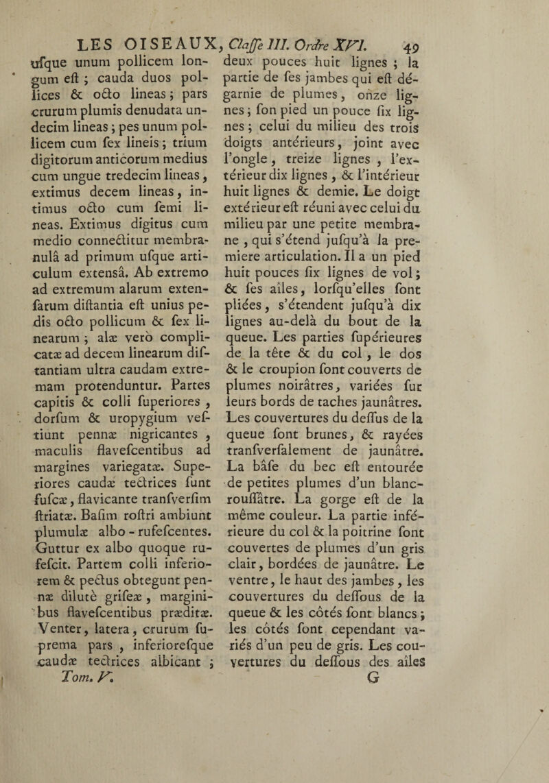 ufque unum pollicem lon¬ gum eft ; cauda duos pol¬ lices & o&o lineas ; pars crurum plumis denudata un¬ decim lineas ; pes unum pol¬ licem cum fex lineis ; trium digitorum anticorum medius cum ungue tredecim lineas, extimus decem lineas, in¬ timus o£to cum femi li¬ neas. Extimus digitus cum medio conne&itur membra¬ nula ad primum ufque arti¬ culum extensa. Ab extremo ad extremum alarum exten- farum diftantia eft unius pe¬ dis odo pollicum & fex li¬ nearum ; alæ vero compli¬ catae ad decem linearum dif- tantiam ultra caudam extre¬ mam protenduntur. Partes capitis ôc colli fuperiores , dorfum & uropygium vef- tiunt pennæ nigricantes , maculis flavefcentibus ad margines variegatæ. Supe¬ riores caudæ tedrices funt fufcæ, flavicante tranfverfim ftriatæ. Bafim roftri ambiunt plumulæ albo - rufefcentes. Guttur ex albo quoque ru- fefcit. Partem colli inferio¬ rem & pedus obtegunt pen¬ næ dilutè grifeæ , margini- ^bus flavefcentibus præditæ. Venter, latera, crurum fu- prema pars , inferiorefque caudæ tedrices albicant ; Tom. deux pouces huit lignes ; la partie de fes jambes qui eft dé¬ garnie de plumes, onze lig¬ nes; fon pied un pouce fix lig¬ nes ; celui du milieu des trois doigts antérieurs, joint avec l’ongle, treize lignes , l’ex¬ térieur dix lignes, & l’intérieur huit lignes ôc demie. Le doigt extérieur eft réuni avec celui du milieu par une petite membra¬ ne , qui s’étend jufqu’à la pre¬ mière articulation. Il a un pied huit pouces fix lignes de vol ; & fes ailes, lorfqu’elles font pliées, s’étendent jufqu’à dix lignes au-delà du bout de la queue. Les parties fupérieures de la tête & du col , le dos & le croupion font couverts de plumes noirâtres, variées fur leurs bords de taches jaunâtres. Les couvertures du deflus de la queue font brunes, & rayées tranfverfalement de jaunâtre. La bâfe du bec eft entourée de petites plumes d’un blanc- rouffâtre. La gorge eft de la même couleur. La partie infé¬ rieure du col & la poitrine font couvertes de plumes d’un gris clair, bordées de jaunâtre. Le ventre, le haut des jambes, les couvertures du deflbus de la queue & les côtés font blancs ; les côtés font cependant va¬ riés d’un peu de gris. Les cou¬ vertures du defïbus des ailes G