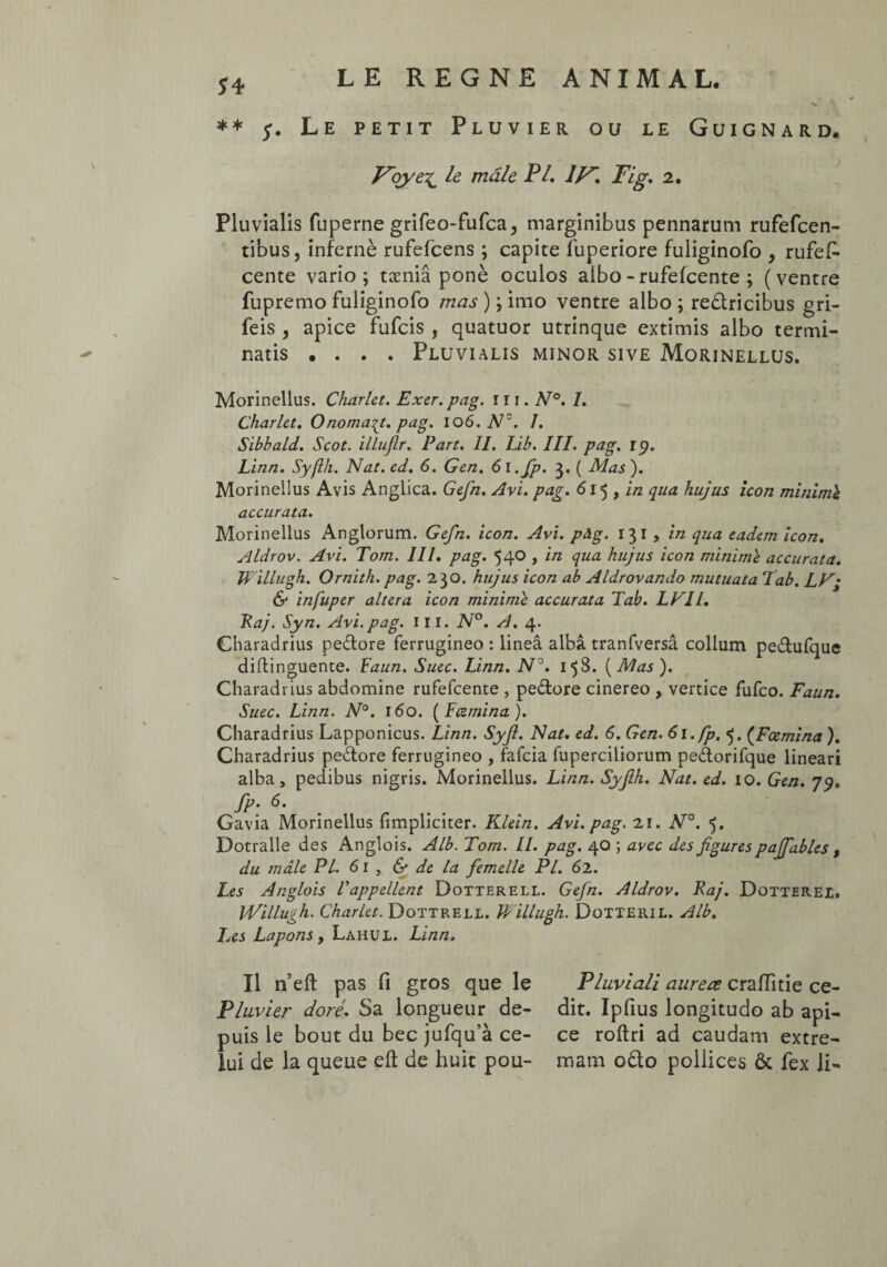 ** y. Le petit Pluvier ou le Guignard, Vqye£ le mâle PL, 1F. Fig, 2. Pluvialis fuperne grifeo-fufca^ marginibus pennarum rufefcen- tibus, infernè rufefcens ; capite fuperiore fuliginofo , rufes¬ cente vario; tæniâ ponè oculos albo - rufefcente ; (ventre fupremo fuliginofo mas ) ; imo ventre albo ; redricibus gri- feis j apice fufcis , quatuor utrinque extimis albo termi¬ natis .... Pluvialis minor sive Morinellus. Morinellus. Charlet. Exer. pag. rr 1. Ar°. /. Charlct. Onoma^t. pag. 106. Nz. I. Sibbald. Scot. illuflr. Part. II. Lib. III. pag. iy. Linn. Syflh. Nat.ed. 6. Gen. 6l.Jp. 3. ( Mas'). Morinellus Avis Anglica. Gefn. Avi. pag. 615 , in qua hujus icon minimi accurata. Morinellus Anglorum. Gefn. icon. Avi. pdg. 131, in qua eadem icon. Aldrov. Avi. Tom. III. pag. 540 , in qua hujus icon minime accurata. Willugh. Ornith. pag. 230. hujus icon ab Aldrovando mutuata Eab. LV; & infuper altera icon minimi accurata Tab. LVll. Raj. Syn. Avi.pag. III. N°. A. 4. Charadrius pedore ferrugineo : lineâ albâ tranfversâ collum pedufque diflinguente. Faun. Suec. Linn. N°. 158. ( Mas ). Charadrius abdomine rufefcente , pedore cinereo , vertice fufco. Faun. Suec. Linn. N°. 160. ( Fczmina. ). Charadrius Lapponicus. Linn. Syjl. Nat. ed. 6. Gen. 61. fp. 5. (Fœmina ). Charadrius pedore ferrugineo , fafcia fuperciliorum pedorifque lineari alba, pedibus nigris. Morinellus. Linn. Syfih. Nat. ed. 10. Gen. 79. fp. 6. ' Gavia Morinellus {impliciter. Klein. Avi. pag. 21. N°. 5. Dotralle des Anglois. Alb. Tom. II. pag. 40 ; avec des figures paffables , du mâle PL 61 , & de La femelle PL 62. Les Anglois l'appellent Dotterell. Gefn. Aldrov. Raj. Dotterei. Willugh. Charlet. Dottrell. Willugh. Dotteril. Alb. Ijes Lapons, Lahux. Linn. Il n’eft pas fi gros que le Pluvier doré. Sa longueur de¬ puis le bout du bec jufqu’à ce¬ lui de la queue eft de huit pou- Pluviali aureœ craiïitie ce¬ dit. Ipfius longitudo ab api¬ ce roftri ad caudam extre¬ mam odo poliices & fex li-