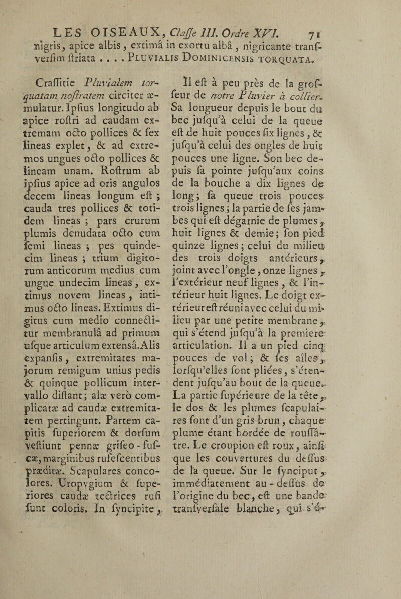 nigris, apice albis, extimâ in exortu albâ , nigricante tranf- verftm ftriata .... Pluvialis Dominicensis torquata. Craflitie Pluvialem tor¬ quatam noflratem circiter ae¬ mulatur. Ipfius longitudo ab apice roftri ad caudam ex¬ tremam odo pollices & fex lineas explet, ôc ad extre¬ mos ungues odo pollices ôc lineam unam. Roftrum ab ipfius apice ad oris angulos decem lineas longum eft ; cauda tres pollices ôc toti¬ dem lineas ; pars crurum plumis denudata odo cum femi lineas ; pes quinde¬ cim lineas ; trium digito¬ rum anticorum medius cum ungue undecim lineas, ex¬ timus novem lineas, inti¬ mus odo lineas. Extimus di¬ gitus cum medio connedi- tur membranula ad primum ufque articulum extensa.Alis expanfis, extremitates ma¬ jorum remigum unius pedis ôc quinque pollicum inter¬ vallo diftant; aiæ vero com¬ plicatae ad caudæ extremita¬ tem pertingunt. Partem ca¬ pitis fuperiorem & dorfum veftiunt pennæ grifeo - fuf- cæ, marginibus rufefcentibus præditæ. Scapulares conco¬ lores. Uropvgium & fupe- riores caudæ tedrices rufi funt coloris. In fyncipite ? II eft à peu près de la grof» feur de notre Pluvier à collier* Sa longueur depuis le bout du bec julqu’à celui de la queue eft .de huit pouces fix lignes , ôc jufqu’à celui des ongles de huit pouces une ligne. Son bec de¬ puis fa pointe jufqu’aux coins de la bouche a dix lignes de long; fa queue trois pouces- trois lignes ; la partie de lès jam¬ bes qui eft dégarnie de plumes y huit lignes ôc demie; fon pied quinze lignes ; celui du milieu- des trois doigts antérieurs , joint avec l’ongle, onze lignes y l’extérieur neuf lignes , ôc l’in¬ térieur huit lignes. Le doigt ex¬ térieur eft réuni avec celui du mi¬ lieu par une petite membrane y qui s’étend jufqu’à la première* articulation, 11 a un pied cinq pouces de vol ; Ôc les ailes-,,, iorfqii’elles font pliées, s’éten¬ dent jufqu’au bout de la queue.- La partie fupérieure de la tête,, le dos ôc les plumes fcapulai- res font d’un gris brun, chaque plume étant bordée de roulfâ- tre. Le croupion eft roux, ainli que les couvertures du delïus de la queue. Sur le fynciput immédiatement au - delfùs de l’origine du bec, eft une bande tranfverfale blanche ^ qui- s’é<-