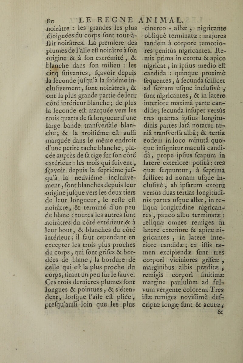 noirâtre : les grandes les plus éloignées du corps font tout-à- fait noirâtres. La première des plumes de l’aile eft noirâtre à fon origine & à fon extrémité, & blanche dans fon milieu : les cinq fuivantes, fçavoir depuis la fécondé jufqu’à la fixiéme in- clufivement, font noirâtres, & ont la plus grande partie de leur côté intérieur blanche; de plus la fécondé eft marquée vers les trois quarts de fa longueur d’une large bande tranfverfale blan- che; & la troiliéme eft auiïi marquée dans le même endroit d’une petite tache blanche j pla¬ cée auprès de fa tige fur fon côté extérieur : les trois qui fuivent, fçavoir depuis la feptiéme juf- qu’à la neuvième inclufive- snent, font blanches depuis leur origine jufque vers les deux tiers de leur longueur, le refte eft noirâtre, & terminé d’un peu de blanc : toutes les autres font noirâtres du côté extérieur & à leur bout, & blanches du côté intérieur; il faut cependant en excepter les trois plus proches du corps, qui font grifes & bor¬ dées de blanc, la bordure de celle qui eft la plus proche du corps, tirant un peu fur le fauve. Ces trois dernieres plumes font longues & pointues , & s’éten¬ dent , lorfque faile eft pliée, prefqu’aufli loin que les plus cinereo - albæ , nigricanti obliqué terminatæ : majores tandem à corpore remotio¬ res penitiis nigricantes. Re- mix prima in exortu ôt apice nigricat, in ipfius medio eft candida : quinque proximè fequentes, à fecunda fcilicet ad fextam ufque inclufivè , funt nigricantes , & in latere interiore maximâ parte can¬ didae ; fecunda infuper versùs tres quartas ipfius longitu¬ dinis partes latâ notatur tæ- niâ tranfverfâ albâ; & tertia eodem in loco minutâ quo¬ que infignitur maculâ candi- dâ, prope ipfius fcapum in latere exteriore pofitâ : tres quæ fequuntur, à feptima fcilicet ad nonam ufque in¬ clufivè , ab ipfarum exortu versus duas tertias longitudi¬ nis partes ufque albæ, in re¬ liqua longitudine nigrican¬ tes , pauco albo terminatæ : reliquæ omnes remiges in latere exteriore & apice ni¬ gricantes , in latere inte¬ riore candidæ ; ex iftis ta¬ men excipiendae funt tres corpori viciniores grifeæ , marginibus albis præditæ , remigis corpori finitimae margine paululum ad ful¬ vum vergente colorem. Tres iftæ remiges noviftimè def- criptæ longae funt & acutæ, &