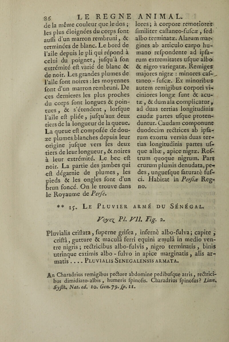 g 6 'LE REGNE de la même couleur que le dos ; les plus éloignées du corps font aufïi d’un marron rembruni, ôc terminées de blanc. Le bord de Faîle depuis le pli qui répond à celui du poignet, jufqu’à fon extrémité eft varié de blanc ôc de noir. Les grandes plumes de l’aile font noires : les moyennes font d’un marron rembruni. De ces dernieres les plus proches du corps font longues Ôc poin¬ tues , ôc s’étendent , lorfque l’aile eft pliée , jufqu’aux deux tiers de la longueur de la queue. La queue eft compofée de dou¬ ze plumes blanches depuis leur origine jufque vers les deux tiers de leur longueur, ôc noires à leur extrémité. Le bec eft noir. La partie des jambes qui eft dégarnie de plumes, les pieds ôc les ongles font d’un brun foncé. On le trouve dans le Royaume de Perjè. ** xy. Le Pluvier ANIMAL, lores; à corpore remotiores fimiliter caftaneo-fufcæ, fed albo terminatæ. Alarum mar¬ gines ab articulo carpo hu¬ mano refpondente ad ipfa- rum extremitates ufque albo ôc nigro variegatæ. Remiges majores nigræ : minores caf- ^ taneo - fufcæ. Ex minoribus autem remigibus corpori vi¬ ciniores longæ funt ôc acu- tæ, ôc dum ala complicatur , ad duas tertias longitudinis caudæ partes ufque proten¬ duntur. Caudam componunt duodecim redrices ab ipfa- rum exortu versus duas ter¬ tias longitudinis partes u£• que albæ, apice nigræ. Rof- trum quoque nigrum. Pars crurum plumis denudata, pe¬ des , unguefque faturatè fuf- ci. Habitat in Perfiæ Regr no. ARMÉ DU SÉNÉGAL. Voye£ PL VIL Fig. 2. Pluvialis criftata, fuperne grifea, infernè albo-fulva; capite ^ criftâ, gutture ôc macula ferri equini æmulâ in medio ven¬ tre nigris; re&ricibus albo-fulvis , nigro terminatis, binis utrinque extimis albo - fulvo in apice marginatis, alis ar¬ matis .... Pluvialis Senegalensis armata. Charadrius remigibus pedore abdomine pedibufque atris, redrici- bus dimidiato-albis, humeris fpinofis. Charadrius fpinofus? Linn* SyJUu Nat, ed, io. Gen. ]$. fp, 11.