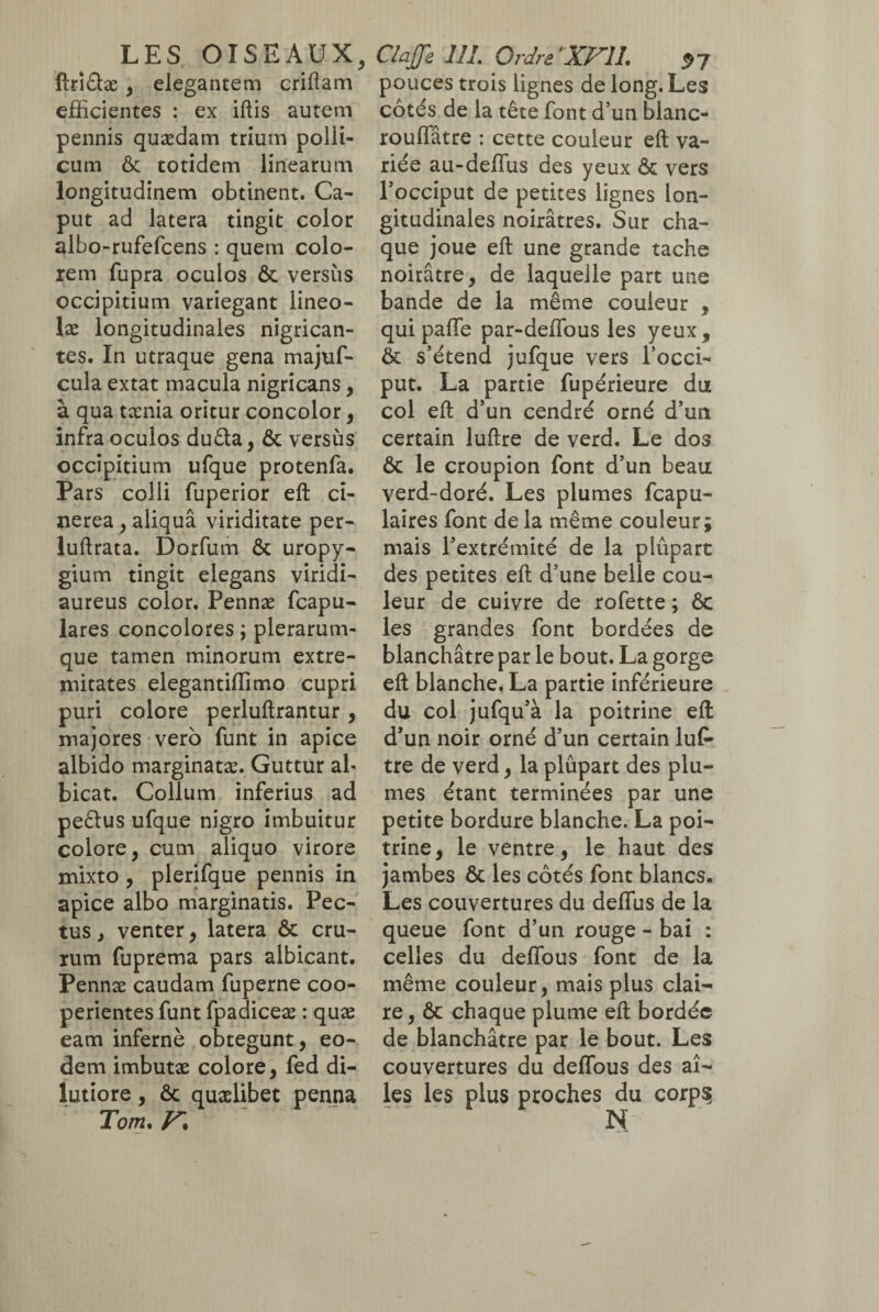 LES OISEAUX, ftri&æ , elegantem criftam efficientes : ex iftis autem pennis quædam trium polli¬ cum & totidem linearum longitudinem obtinent. Ca¬ put ad latera tingit color albo-rufefcens : quem colo¬ rem fupra oculos ôc versus occipitium variegant lineo- læ longitudinales nigrican¬ tes. In utraque gena majuf- cula extat macula nigricans, à qua taenia oritur concolor, infra oculos duêla , ôc versus occipitium ufque protenfa. Pars colli fuperior eft ci¬ nerea , aliqua viriditate per- luftrata. Dorfum ôc uropy- gium tingit elegans viridi- aureus color. Pennæ fcapu- lares concolores ; plerarum- que tamen minorum extre¬ mitates elegantiffimo cupri puri colore perluftrantur, majores vero funt in apice albido marginatae. Guttur ab bicat. Collum inferius ad pe£lus ufque nigro imbuitur colore, cum aliquo virore mixto , plerifque pennis in apice albo marginatis. Pec¬ tus , venter, latera ôc cru¬ rum fuprema pars albicant. Pennae caudam fuperne coo¬ perientes funt fpadiceæ : quæ eam infernè obtegunt, eo¬ dem imbutæ colore, fed di¬ lutiore , ôc quaelibet penna Tom. V\ Clafle 111. Ordre XVll. 97 pouces trois lignes de long. Les côtés de la tête font d’un blanc- roulfâtre : cette couleur eft va¬ riée au-delïus des yeux ôc vers l’occiput de petites lignes lon¬ gitudinales noirâtres. Sur cha¬ que joue eft une grande tache noirâtre, de laquelle part une bande de la même couleur , qui paffe par-defïous les yeux, ôc s’étend jufque vers l’occi¬ put. La partie fupérieure du col eft d’un cendré orné d’un certain luftre de verd. Le dos ôc le croupion font d’un beau verd-doré. Les plumes fcapu- laires font de la même couleur; mais l’extrémité de la plupart des petites eft d’une belle cou¬ leur de cuivre de rofette ; ôc les grandes font bordées de blanchâtre par le bout. La gorge eft blanche. La partie inférieure du col jufqu’à la poitrine eft d’un noir orné d’un certain luf¬ tre de verd, la plupart des plu¬ mes étant terminées par une petite bordure blanche. La poi¬ trine, le ventre, le haut des jambes ôc les côtés font blancs. Les couvertures du deffus de la queue font d’un rouge - bai : celles du deffous font de la même couleur, mais plus clai¬ re, ôc chaque plume eft bordée de blanchâtre par le bout. Les couvertures du deffous des ai¬ les les plus proches du corps N