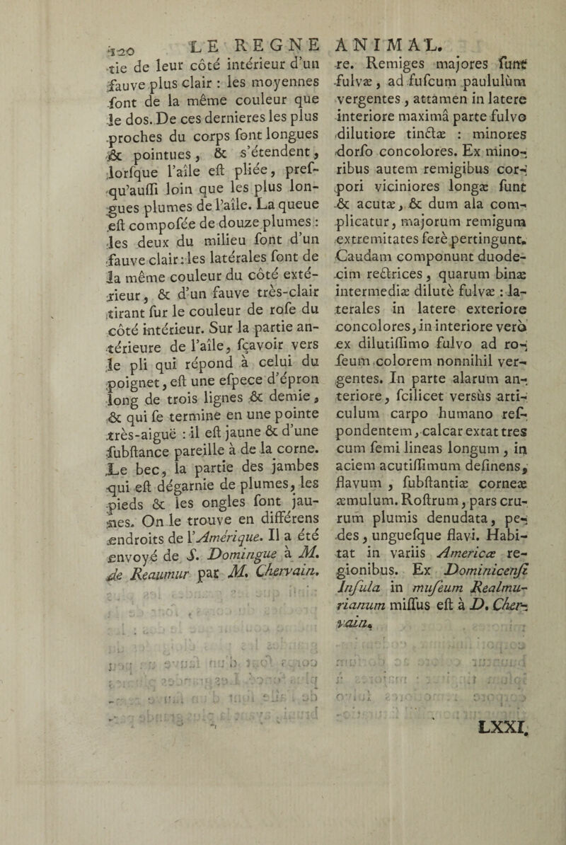 -2-0 LE REGNE îie de leur côté intérieur d’un fauve plus clair : les moyennes font de la même couleur que le dos. De ces dernieres les plus .proches du corps font longues jêc pointues, & s’étendent, ,lorfque l’aile eft pliee, pref- qu’auffi loin que les plus lon¬ gues plumes de l’aile. La queue eft compofée de douze plumes : les deux du milieu font d’un fauve clair : les latérales font de la même couleur du coté exté¬ rieur , ôt d’un fauve tres-clair tirant fur le couleur de rofe du côté intérieur. Sur la partie an¬ térieure de l’aile, fçavoir vers le pli qui répond a celui du poignet, eft une efpece d’épron long de trois lignes & demie, <ôt qui fe termine en une pointe .très-aiguë : il eft jaune ôt d une fubftance pareille a de la corne. ,Le bec, la partie des jambes ■qui eft dégarnie de plumes, les pieds & les ongles font jau¬ ges. On le trouve en differens .endroits de l’Amérique» Il a ete envoyé de L. Domingue a J\d, de Reaumur par M. Chervain, ANIMAL, re. Remiges majores funt fulvæ , ad fufeum paululùm vergentes , attamen in latere interiore maxima parte fulvo dilutiore tinêlæ : minores dorfo concolores. Ex mino¬ ribus autem remigibus cor-; pori viciniores longæ funt -ôt acutæ, & dum ala com¬ plicatur, majorum remigum extremitates ferè pertingunt. Caudam componunt duode¬ cim reêlrices, quarum binas intermediæ dilutè fulvæ : la¬ terales in latere exteriore concolores, in interiore vero ex dilutiffimo fulvo ad ro-j leum colorem nonnihil ver¬ gentes. In parte alarum an¬ teriore, fcilicet versus arti¬ culum carpo humano res¬ pondentem, calcar extat tres cum femi lineas longum , in aciem acutiffimum delinens, flavum , fubftantiæ corneæ æmulum. Roftrum, pars cru¬ rum plumis denudata, pe-, des, unguefque flavi. Habi¬ tat in variis America re¬ gionibus. Ex Dominicenji Infula in mufeum Realmu- rianum miffus eft à D% Cher- rain* LXXI.