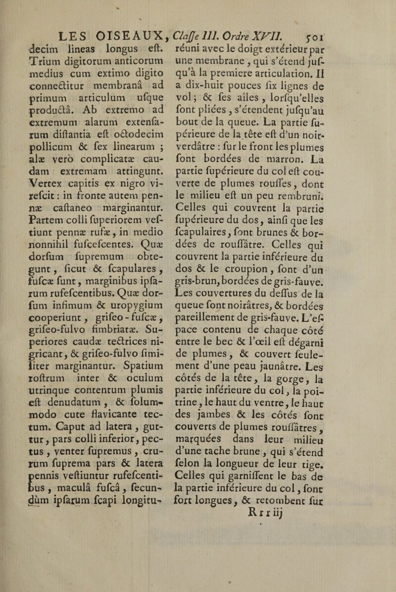 decim lineas longus eft. Trium digitorum anticorum medius cum extimo digito conne&itur membranâ ad primum articulum ufque produêtâ. Ab extremo ad extremum alarum extenfa- rum diflantia eft odlodecim pollicum ôt fex linearum ; alæ vero complicatæ cau¬ dam extremam attingunt. Vertex capitis ex nigro vi- refcit : in fronte autem pen- nx caftaneo marginantur. Partem colli fuperiorem vef tiunt pennæ rufæ, in medio nonnihil fufcefcentes. Quæ dorfum fupremum obte¬ gunt , ficut ôt fcapulares , fufcæ funt, marginibus ipfa- rum rufefcentibus. Quæ dor¬ fum infimum ôt uropygium cooperiunt, grifeo - fufcæ , grifeo-fulvo fimbriatæ. Su¬ periores caudæ teflrices ni¬ gricant, ôt grifeo-fulvo fimi- liter marginantur. Spatium roftrum inter ôt oculum utrinque contentum plumis eft denudatum , Ôt folum- modo cute flavicante tec¬ tum. Caput ad latera, gut¬ tur, pars colli inferior, pec¬ tus , venter fupremus , cru¬ rum fuprema pars ôt latera pennis veftiuntur rufefcenti¬ bus , macula fufcâ , fecun¬ dum ipfarum fcapi longitu- réuni avec le doigt extérieur par une membrane , qui s’étend juf- qu’à la première articulation. II a dix-huit pouces lix lignes de vol ; ôt fes ailes , lorfqu’elles font pliées , s’étendent jufqu’au bout de la queue. La partie fu- périeure de la tête eft d’un noir- verdâtre : fur le front les plumes font bordées de marron. La partie fupérieure du col eft cou¬ verte de plumes rouffes, dont le milieu eft un peu rembruni. Celles qui couvrent la partie fupérieure du dos, ainfi que les fcapulaires, font brunes Ôt bor¬ dées de rouflatre. Celles qui couvrent la partie inférieure du dos ôt le croupion, font d’un gris-brun, bordées de gris-fauve. Les couvertures du deffus de la queue font noirâtres, ôt bordées pareillement de gris-fauve. L’ef pace contenu de chaque côté entre le bec ôt l’œil eft; dégarni de plumes, ôc couvert feule¬ ment d’une peau jaunâtre. Les côtés de la tête, la gorge, la partie inférieure du coi, la poi¬ trine , le haut du ventre, le haut des jambes ôt les côtés font couverts de plumes rouffâtres , marquées dans leur milieu d’une tache brune , qui s’étend félon la longueur de leur tige. Celles qui garniffent le bas de la partie inférieure du col, font fort longues, ôt retombent fur R r r iij