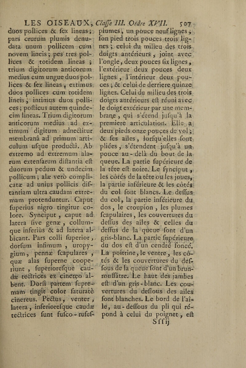 LES OISEAUX, Claffc 111. Ordre XFÎi. ?07 duos pollices ôc fex lineas ; pars crurum plumis denu¬ data unum pollicem cum novem lineis ; pes tres pol¬ lices & totidem lineas ; trium digitorum anticorum medius cum ungue duos pol¬ lices & fex lineas , extimus duos pollices cum totidem lineis, intimus duos polli¬ ces; pofticus autem quinde¬ cim lineas. Trium digitorum anticorum medius ad ex¬ timum digitum adneclitur membrana ad primum arti¬ culum ufque produ&â. Ab extremo ad extremum ala¬ rum extenfarum diftantia eft duorum pedum & undecim pollicum ; alæ vero compli¬ catas ad unius pollicis dif- tantiam ultra caudam extre¬ mam protenduntur. Caput fuperius nigro tingitur co¬ lore. Synciput , caput ad latera live genæ , collum¬ que inferius & ad latera al- bicant. Pars colli fuperior,, dorfum infimum , uropy- gium, pennæ fcapulares , quæ alas fuperne coope¬ riunt , fuperiorefque cau- d-æ tedbrices ex cinerço al¬ bent. Dorfi partem fupre-' mam tingit color faturatè cinereus. Pedtus, venter , latera, inferiorefque caudæ tedtrices funt fufco - rufef- plumes, un pouce neuf lignes i ion pied trois pouces trois lig¬ nes ; celui du milieu des trois doigts antérieurs , joint avec l’ongle, deux pouces fix lignes , l’extérieur deux pouces deux lignes , l’intérieur deux pou¬ ces ; & celui de derrière quinze lignes. Celui du milieu des trois doigts antérieurs eft réuni avec le doigt extérieur par une mem¬ brane , qui s’étend jufqu’à la première articulation. Elie; a deux pieds onze pouces de vol ; & fes ailes, lorfqu’elles font pliées, s’étendent jufqu’à un pouce au - delà du bout de la queue. La partie fupérieure de la tête eft noire. Le fynciput, les côtés de la tête ou les joues, la partie inférieure & les côtés du col font blancs. Le deftfus du col, la partie inférieure du dos, le croupion , les plumes fcapulaires , les couvertures du delfus des ailes & celles du deftfus de la queue font d’un gris-blanc. La partie fupérieure du dos eft d’un cendré foncé. La poitrine, le ventre , les cô¬ tés & les couvertures du defc fous de la queue font d’un brun- roufifâtre. Le haut des jambes eft d’un gris-blanc. Les cou¬ vertures du deftous des ailes font blanches. Le bord de l’ai¬ le, au-deflous du pli qui ré¬ pond à celui du poignet , eft Sffij