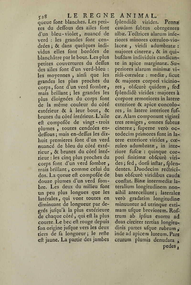 queue font blanches. Les peti¬ tes du deffous des ailes font d’un bleu-violet, nuancé de verd : les grandes font cen¬ drées ; ôc dans quelques indi¬ vidus elles font bordées de blanchâtre par le bout. Les plus petites couvertures du deflus des ailes font d’un verd-bleu : les moyennes , ainfi que les grandes les plus proches du corps, font d’un verd fombre, mais brillant ; les grandes les plus éloignées du corps font de la même couleur du côté extérieur ôc à leur bout, ôc brunes du côté intérieur. L’aile eft compofée de vingt-trois plumes , toutes cendrées en- defîous ; mais en-deffus les dix- huit premières font d’un verd nuancé de bleu du côté exté¬ rieur , Ôc brunes du côté inté¬ rieur : les cinq plus proches du corps font d’un verd fombre , mais brillant, comme celui du dos. La queue eft compofée de douze plumes d’un verd fom¬ bre. Les deux du milieu font un peu plus longues que les latérales, qui vont toutes en diminuant de longueur par de¬ grés jufqu’à la plus extérieure de chaque côté, qui eft la plus courte. Le bec eft rouge depuis fon origine jufque vers les deux tiers de fa longueur; le refte eft jaune. La partie des jambes fplendidè virides. Penna! caudam fubtus obtegentes albæ. Teôtrices alarum infe¬ riores minores cœruleo-vio- laceæ , viridi adumbratæ : majores cinereæ, ôc in qui- bufdam individuis candican¬ te in apice marginatæ. Su¬ periores alarum minimæ vi- ridi-cœruleæ : mediæ, ficut ôc majores corpori vicinio¬ res , obfcurè quidem , fed fplendidè virides : majores à corpore remotiores in latere exteriore ôc apice concolo¬ res , in latere interiore fuf* cæ. Alam componunt viginti tres remiges , omnes fubtus cinereæ ; fuperne vero oc¬ todecim primores funt in la¬ tere exteriore virides, coe¬ ruleo adumbratæ, in inte¬ riore fufcæ : quinque cor¬ pori finitimæ obfcurè viri¬ des ; fed, dorfi inftar, fplen- dentes. Duodecim retrici¬ bus obfcurè viridibus cauda confiât. Binæ intermediæ la¬ teralium longitudinem non¬ nihil antecellunt; laterales vero gradatim longitudine minuuntur ad utrinque exti¬ mam ufque breviorem. Rof- trum ab ipfius exortu ad duas circiter tertias longitu¬ dinis partes ufque rubrum,’ inde ad apicem luteum. Pars crurum plumis denudata , pedes f