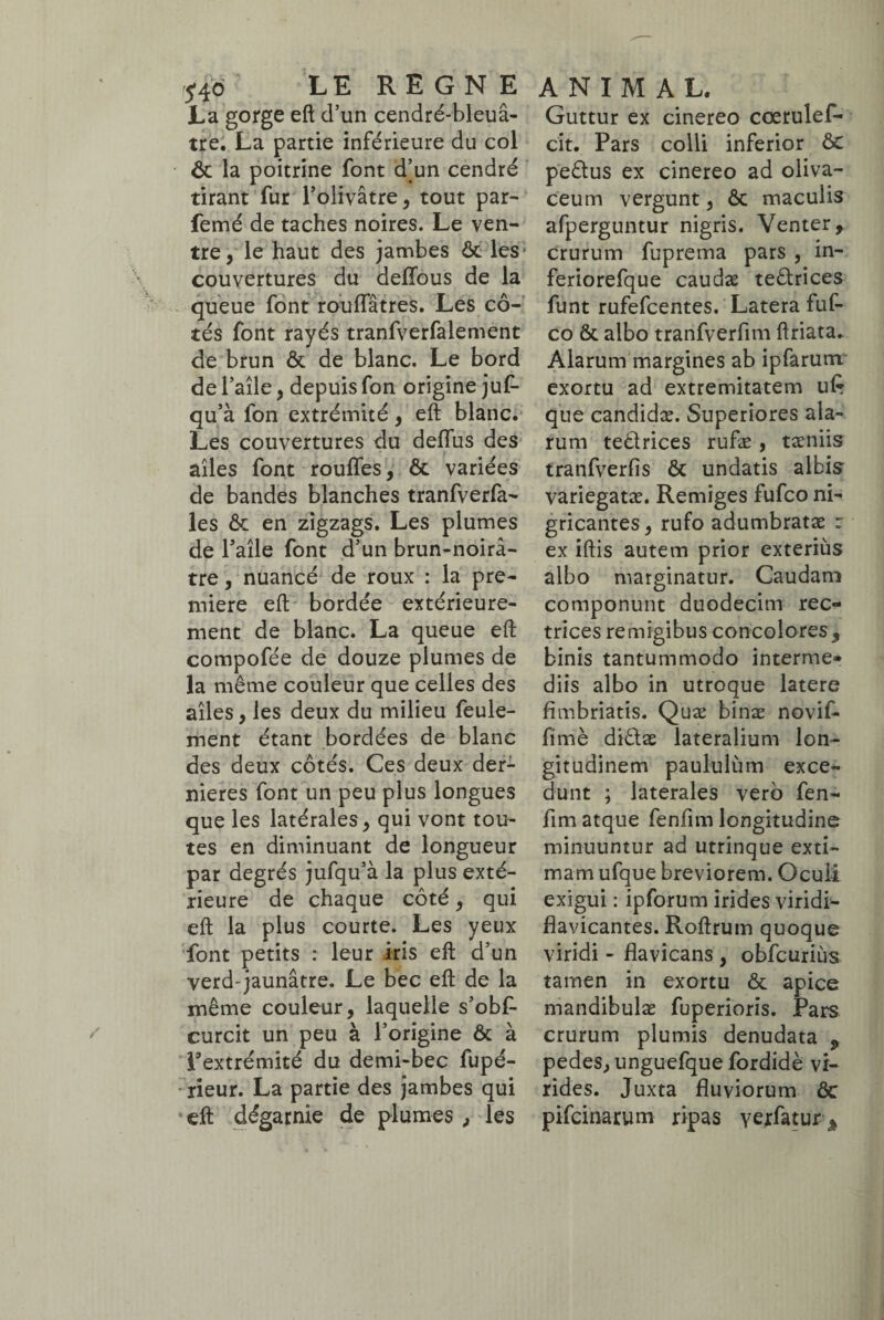 5*46 LE REGNE La gorge eft d’un cendré-bleuâ- tre. La partie inférieure du col ôc la poitrine font d’un cendré tirant fur l’olivâtre, tout par- femé de taches noires. Le ven¬ tre, le haut des jambes ôc les couvertures du deflous de la queue font rouflatres. Les cô¬ tés font rayés tranfverfalement de brun ôt de blanc. Le bord de l’aîle, depuis fon origine juf- qu’à fon extrémité, eft blanc. Les couvertures du deflus des ailes font rouffes, ôt variées de bandes blanches tranfverfa- les ôt en zigzags. Les plumes de l’aile font d’un brun-noirâ¬ tre , nuancé de roux : la pre¬ mière eft bordée extérieure¬ ment de blanc. La queue eft compofée de douze plumes de la même couleur que celles des ailes, les deux du milieu feule¬ ment étant bordées de blanc des deux côtés. Ces deux der¬ nières font un peu plus longues que les latérales, qui vont tou¬ tes en diminuant de longueur par degrés jufqu’à la plus exté¬ rieure de chaque côté, qui eft la plus courte. Les yeux font petits : leur iris eft d’un verd-jaunâtre. Le bec eft de la même couleur, laquelle s’obf- curcit un peu à l’origine ôt à l’extrémité du demi-bec fupé- rieur. La partie des jambes qui eft dégarnie de plumes , les ANIMAL. Guttur ex cinereo cœrulef- cit. Pars colli inferior ôc pedus ex cinereo ad oliva- ceum vergunt, ôc maculis afperguntur nigris. Venter, crurum fuprema pars , in- feriorefque caudæ tedrices funt rufefcentes. Latera fuf- co ôc albo tranfverfim ftriata. Alarum margines ab ipfarum exortu ad extremitatem u£ que candidæ. Superiores ala¬ rum tedrices rufæ , tæniis tranfverfis Ôc undatis albis variegatæ. Remiges fufco ni¬ gricantes, rufo adumbratae : ex iftis autem prior exteriùs albo marginatur. Caudam componunt duodecim rec¬ trices remigibus concolores, binis tantummodo interme¬ diis albo in utroque latere fimbriatis. Quae binæ novif- fimè didae lateralium lon¬ gitudinem paululum exce¬ dunt ; laterales vero fen- fim atque fenfim longitudine minuuntur ad utrinque exti¬ mam ufque breviorem. Oculi exigui : ipforum irides viridi— flavicantes. Roftrum quoque viridi - flavicans , obfcuriùs tamen in exortu ôc apice mandibulae fuperioris. Pars crurum plumis denudata , pedes, unguefque fordidè vi¬ rides. Juxta fluviorum ôc pifcinarum ripas verfatur *