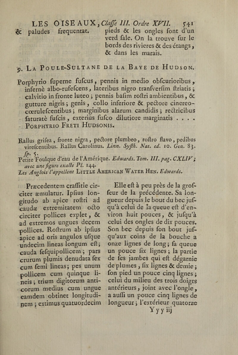 $c paludes frequentat. pieds ôc les ongles font d’un verd fale. On la trouve fur le bords des rivières ôc des étangs, ôc dans les marais. o. La Poule-Sultane de la Baye de Hudson. Porphyrio fuperne fufcus, pennis in medio obfcurioribus , infernè albo-rufefcens, lateribus nigro tranfverfim ftriatis ; calvitio in fronte luteo ; pennis bafim roftri ambientibus, ôc gutture nigris ; genis, collo inferiore ôc peôtore cinereo- cœrulefcentibus ; marginibus alarum candidis ; redtricibus faturatè fufcis, exteriùs fufco dilutiore marginatis . . . . Porphyrio Freti Hudsonis. Rallus grifea , fronte nigra, pedore plumbeo, roltro flavo, pedibus virefcentibus. Rallus Carolinus. Linn. Syjlh. Nat. ed. io. Gen. 83. fp. 5* Petite Foulque d’eau de l’Amérique. Edwards. Tom. III. pag. CXLIV; avec une figure exacte PL 144. Les Anglois l'appellent Little American Water Hen. Edwards. Præcedentem craflitie cir¬ citer æmulatur. Ipfius lon¬ gitudo ab apice roftri ad caudæ extremitatem o£to circiter pollices explet, ôc ad extremos ungues decem pollices. Roftrum ab ipfius apice ad oris angulos ufque undecim lineas longum eft; cauda fefquipollicem ; pars crurum plumis denudata fex cum femi lineas; pes unum pollicem cum quinque li¬ neis ; trium digitorum anti¬ corum medius cum ungue eamdem obtinet longitudi¬ nem ; extimus quatuordecim Elle eft à peu près de la grof- feur de la précédente. Sa lon¬ gueur depuis le bout du bec juf- qu’à celui de la queue eft d’en¬ viron huit pouces, ôc jufqu’à celui des ongles de dix pouces. Son bec depuis fon bout juf- qu’aux coins de la bouche a onze lignes de long; fa queue un pouce fix lignes ; la partie de fes jambes qui eft dégarnie de plumes , fix lignes ôc demie ; fon pied un pouce cinq lignes ; celui du milieu des trois doigts antérieurs, joint avec l’ongle, a aufli un pouce cinq lignes de longueur ; l’extérieur quatorze