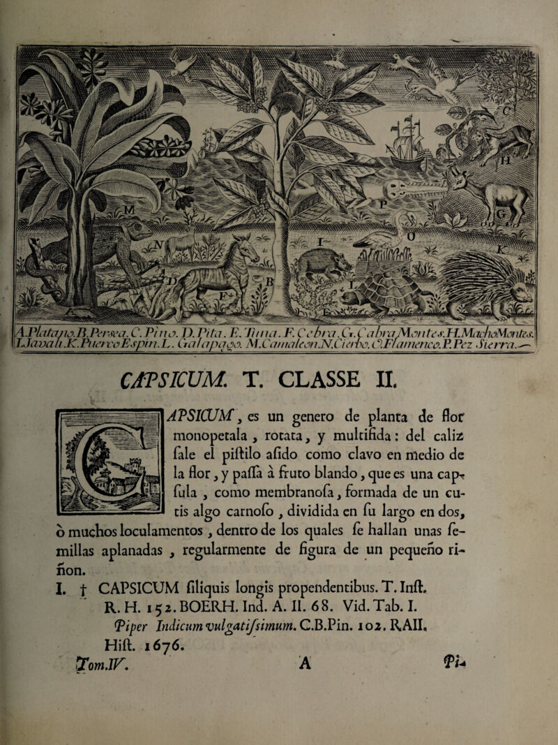 11 iu. jj.j na. -C-. Jiti ut. -f. c a'ííí.iu uui a íviui iic¿.ri.ivuinioiywt oEspin.L. Cralapqoo. M.Ca//ia/eon.N.Ciabo.ú.Flamerte o. P Pez Sierra [I.Java li K. Pi tere CEPSICUM. T. CLASSE II. AVS10JM, es un genero de planta de flor monopetala , rotara, y multifida: del cáliz: fale el piftilo afido como clavo en medio de la flor , y paila a fruto blando, que es una cap-* fula , como membranofa, formada de un cu¬ tis algo carnoío , dividida en fu largo en dos, o muchos loculamentos , dentro de los quales íe hallan unas fe- millas aplanadas , regularmente de figura de un pequeño ri¬ ñon. I. t CAPSICUM filiquis longis propendentibus. T. Infh R. H. 152. BOERH. Ind. A. II. 68. Vid. Tab. I. (Piper Indicumvnlgatifsimum. C.B.Pin. ioz.RAII, Hift. 1676. tfom.lK. A A