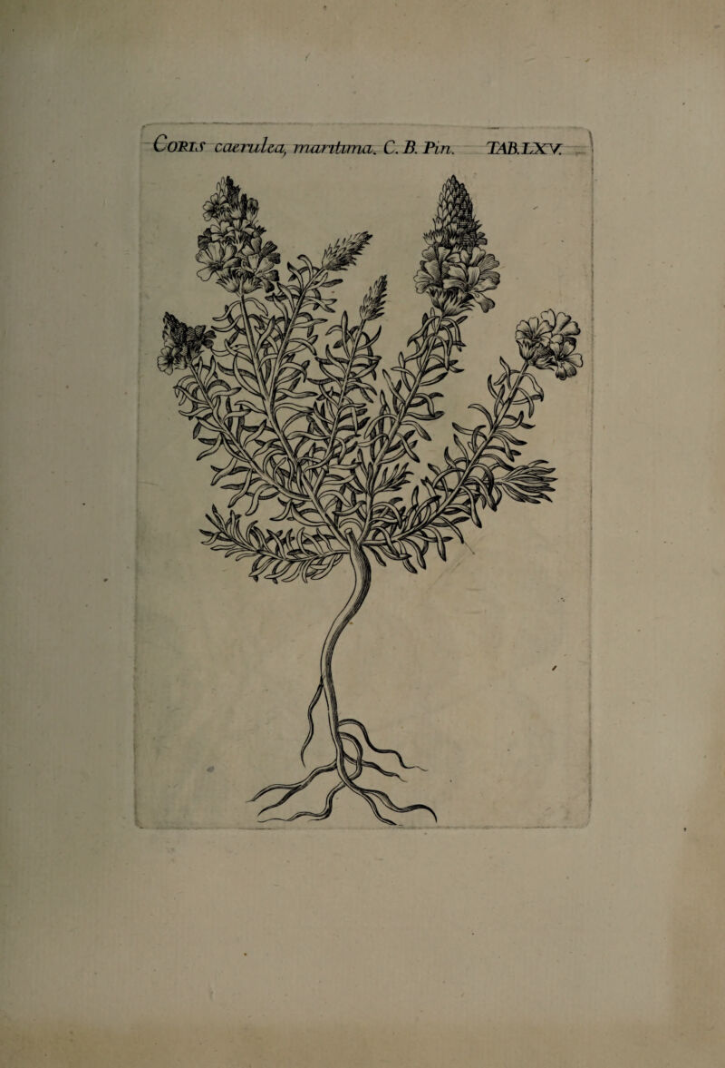 mitoMtMKSni marítima. C. B. Pin. JAfí.LXV.