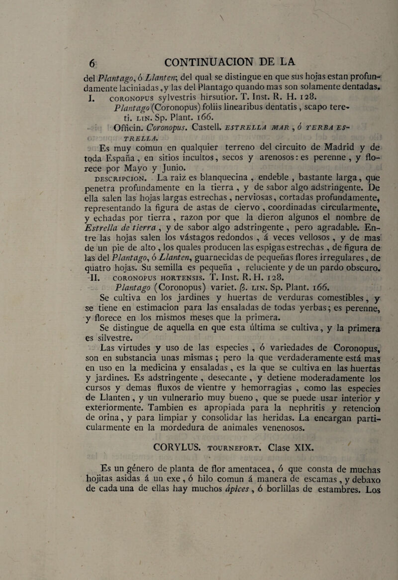 del Plantago, ó Llantén\ del qual se distingue en que sus hojas están profun¬ damente laciniadas,y las del Plantago quandomas son solamente dentadas. I. coronopus sylvestris hirsutior. T. Inst. R. H. 128. Plantago (Coronopus) foliis linearibus dentatis , scapo tere- ti. lin. Sp. Plant. 166. Ofñcin. Coronopus. Castell. estrella mar , ó terba es¬ trella. Es muy común en qualquier terreno del circuito de Madrid y de toda España, en sitios incultos, secos y arenosos: es perenne , y flo¬ rece por Mayo y Junio. descripción. La raiz es blanquecina , endeble , bastante larga, que penetra profundamente en la tierra , y de sabor algo adstringente. De ella salen las hojas largas estrechas , nerviosas, cortadas profundamente, representando la figura de astas de ciervo , coordinadas circularmente, y echadas por tierra , razón por que la dieron algunos el nombre de Estrella de tierra , y de sabor algo adstringente , pero agradable. En¬ tre las hojas salen los vástagos redondos , á veces vellosos , y de mas de un pie de alto , los quales producen las espigas estrechas , de figura de las del Plantago, ó Llantén, guarnecidas de pequeñas flores irregulares, de quatro hojas. Su semilla es pequeña , reluciente y de un pardo obscuro. II. CORONOPUS HORTENSIS. T. Inst. R. H. 128. Plantago (Coronopus) variet. 0. lin. Sp. Plant. 166. Se cultiva en los jardines y huertas de verduras comestibles, y se tiene en estimación para las ensaladas de todas yerbas; es perenne, y florece en los mismos meses que la primera. Se distingue de aquella en que esta última se cultiva, y la primera es silvestre. Las virtudes y uso de las especies , ó variedades de Coronopus, son en substancia unas mismas ; pero la que verdaderamente está mas en uso en la medicina y ensaladas , es la que se cultiva en las huertas y jardines. Es adstringente , desecante , y detiene moderadamente los cursos y demas fluxos de vientre y hemorragias , como las especies de Llantén , y un vulnerario muy bueno , que se puede usar interior y exteriormente. También es apropiada para la nephritis y retención de orina, y para limpiar y consolidar las heridas. La encargan parti¬ cularmente en la mordedura de animales venenosos. CORYLUS. tournefort. Clase XIX. Es un género de planta de flor amentácea, ó que consta de muchas hojitas asidas á un exe, ó hilo común á manera de escamas, y debaxo de cada una de ellas hay muchos ápices, ó borlillas de estambres. Los