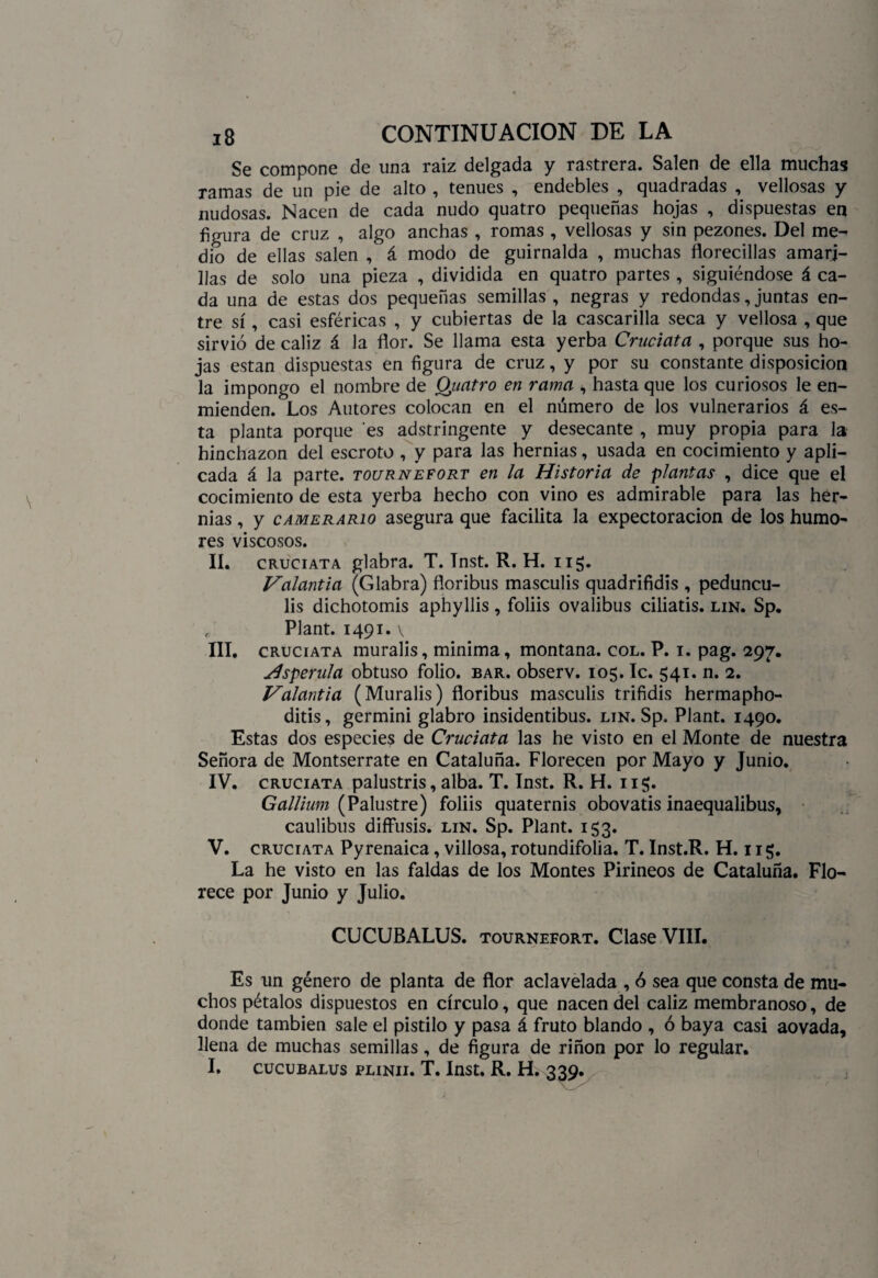 Se compone de una raiz delgada y rastrera. Salen de ella muchas ramas de un pie de alto , tenues , endebles , quadradas , vellosas y nudosas. Nacen de cada nudo quatro pequeñas hojas , dispuestas en figura de cruz , algo anchas , romas , vellosas y sin pezones. Del me¬ dio de ellas salen , á modo de guirnalda , muchas florecidas amari¬ llas de solo una pieza , dividida en quatro partes , siguiéndose á ca¬ da una de estas dos pequeñas semillas , negras y redondas, juntas en¬ tre sí, casi esféricas , y cubiertas de la cascarilla seca y vellosa , que sirvió de cáliz á la flor. Se llama esta yerba Cruciata , porque sus ho¬ jas están dispuestas en figura de cruz, y por su constante disposición la impongo el nombre de Quatro en rama , hasta que los curiosos le en¬ mienden. Los Autores colocan en el número de los vulnerarios á es¬ ta planta porque es adstringente y desecante , muy propia para la hinchazón del escroto , y para las hernias, usada en cocimiento y apli¬ cada á la parte, tournefort en la Historia de plantas , dice que el cocimiento de esta yerba hecho con vino es admirable para las her¬ nias , y camerario asegura que facilita la expectoración de los humo¬ res viscosos. II. cruciata glabra. T. Tnst. R. H. 11$. Valantia (Glabra) floribus masculis quadrifidis , peduncu- lis dichotomis aphyllis, foliis ovalibus ciliatis. lin. Sp. Plant. 1491. v III. cruciata muralis, minima, montana, col. P. i. pag. 297. Hsperula obtuso folio, bar. observ. 105. Ic. 541. n. 2. Valantia (Muralis) floribus masculis trifidis hermapho- ditis, germini glabro insidentibus. lin. Sp. Plant. 1490. Estas dos especies de Cruciata las he visto en el Monte de nuestra Señora de Montserrate en Cataluña. Florecen por Mayo y Junio. IV. cruciata palustris, alba. T. Inst. R. H. 115. Gallium (Palustre) foliis quaternis obovatis inaequalibus, caulibus diffusis. lin. Sp. Plant. 153. V. cruciata Pyrenaica, villosa, rotundifolia. T. Inst.R. H. 115. La he visto en las faldas de los Montes Pirineos de Cataluña. Flo¬ rece por Junio y Julio. CUCUBALUS. tournefort. Clase VIII. Es un género de planta de flor aclavelada , ó sea que consta de mu¬ chos pétalos dispuestos en círculo, que nacen del cáliz membranoso, de donde también sale el pistilo y pasa á fruto blando , ó baya casi aovada, llena de muchas semillas, de figura de riñon por lo regular. I. cucubalus plinii. T. Inst. R. H. 339.