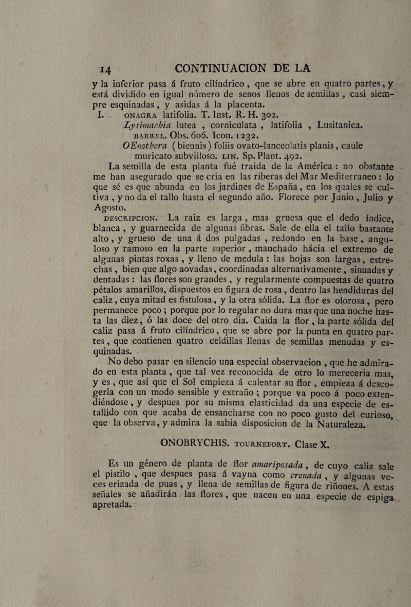 y la inferior pasa á fruto cilindrico, que se abre en quatro partes, y está dividido en igual número de senos llenos de semillas , casi siem¬ pre esquinadas , y asidas á la placenta. I. onagra latifolia. T. Inst. R. H. 302. Lysimachia lútea , corniculata , latifolia , Lusitanica. BARREL. Obs. 606. Icón. I232. OEnothera (biennis) foliis ovato-lanceolatis plañís, caule muricato subvilloso. lin. Sp. Plant. 492. La semilla de esta planta fué traída de la América : no obstante me han asegurado que se cria en las riberas del Mar Mediterráneo : lo que sé es que abunda en los jardines de España, en los quales se cul¬ tiva , y no da el tallo hasta el segundo año. Florece por Junio , Julio y Agosto. descripción. La raiz es larga , mas gruesa que el dedo índice, blanca , y guarnecida de algunas fibras. Sale de ella el tallo bastante alto, y grueso de una á dos pulgadas , redondo en la base, angu¬ loso y ramoso en la parte superior , manchado hácia el extremo de algunas pintas roxas , y lleno de medula : las hojas son largas, estre¬ chas , bien que algo aovadas, coordinadas alternativamente , sinuadas y dentadas: las flores son grandes , y regularmente compuestas de quatro pétalos amarillos, dispuestos en figura de rosa, dentro las hendiduras del cáliz, cuya mitad es fistulosa, y la otra sólida. La flor es olorosa, pero permanece poco ; porque por lo regular no dura mas que una noche has¬ ta las diez, ó las doce del otro dia. Caída la flor , la parte sólida del cáliz pasa á fruto cilindrico, que se abre por la punta en quatro par¬ tes , que contienen quatro celdillas llenas de semillas menudas y es¬ quinadas. No debo pasar en silencio una especial observación , que he admira¬ do en esta planta , que tal vez reconocida de otro lo merecería mas, y es , que así que el Sol empieza á calentar su flor , empieza á desco¬ gerla con un modo sensible y extraño ; porque va poco á poco exten¬ diéndose , y después por su misma elasticidad da una especie de es¬ tallido con que acaba de ensancharse con no poco gusto del curioso que la observa, y admira la sabia disposición de Ja Naturaleza. ONOBRYCHIS. tournefort. Clase X. Es un género de planta de flor amariposada, de cuyo cáliz sale el pistilo , que después pasa á vayna como crenada , y algunas ve¬ ces erizada de púas , y llena de semillas de figura de riñones. A estas señales se añadirán las flores, que nacen en una especie de espiga apretada.