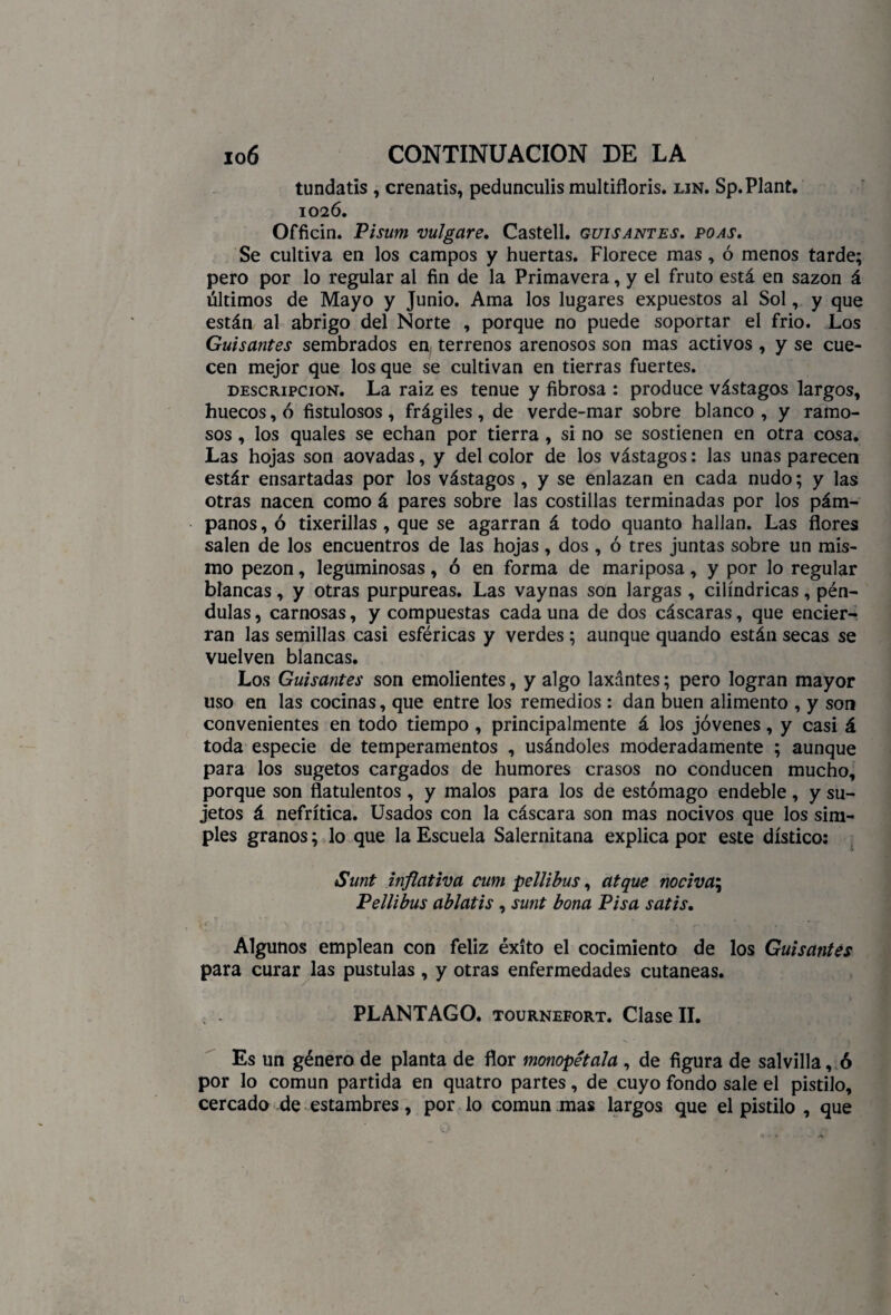 tundatis , crenatis, pedunculis multifloris. din. Sp.Plant. 1026. Officin. Pisum vulgare. Castell. guisantes, poas. Se cultiva en los campos y huertas. Florece mas, ó menos tarde; pero por lo regular al fin de la Primavera, y el fruto está en sazón á últimos de Mayo y Junio. Ama los lugares expuestos al Sol, y que están al abrigo del Norte , porque no puede soportar el frió. Los Guisantes sembrados en terrenos arenosos son mas activos, y se cue¬ cen mejor que los que se cultivan en tierras fuertes. descripción. La raiz es tenue y fibrosa : produce vástagos largos, huecos, ó fistulosos , frágiles , de verde-mar sobre blanco , y ramo¬ sos , los quales se echan por tierra , si no se sostienen en otra cosa. Las hojas son aovadas, y del color de los vástagos: Jas unas parecen estár ensartadas por los vástagos , y se enlazan en cada nudo; y las otras nacen como á pares sobre las costillas terminadas por los pám¬ panos , ó tixerillas , que se agarran á todo quanto hallan. Las flores salen de los encuentros de las hojas, dos , ó tres juntas sobre un mis¬ mo pezón, leguminosas, ó en forma de mariposa, y por lo regular blancas, y otras purpureas. Las vaynas son largas , cilindricas, pén¬ dulas , carnosas, y compuestas cada una de dos cáscaras, que encier¬ ran las semillas casi esféricas y verdes ; aunque quando están secas se vuelven blancas. Los Guisantes son emolientes, y algo laxantes; pero logran mayor uso en las cocinas, que entre los remedios : dan buen alimento , y son convenientes en todo tiempo , principalmente á los jóvenes, y casi á toda especie de temperamentos , usándoles moderadamente ; aunque para los sugetos cargados de humores crasos no conducen mucho, porque son flatolentos , y malos para los de estómago endeble, y su¬ jetos á nefrítica. Usados con la cáscara son mas nocivos que los sim¬ ples granos; lo que la Escuela Salernitana explica por este dístico: Sunt inflativa cum pellibus, atque nociva; Pellibus ablatis, sunt bona Pisa satis. Algunos emplean con feliz éxito el cocimiento de los Guisantes para curar las pústulas, y otras enfermedades cutáneas. PLANTAGO. tournefort. Clase II. Es un género de planta de flor monopétala , de figura de salvilla, ó por lo común partida en quatro partes, de cuyo fondo sale el pistilo, cercado de estambres, por lo común mas largos que el pistilo , que