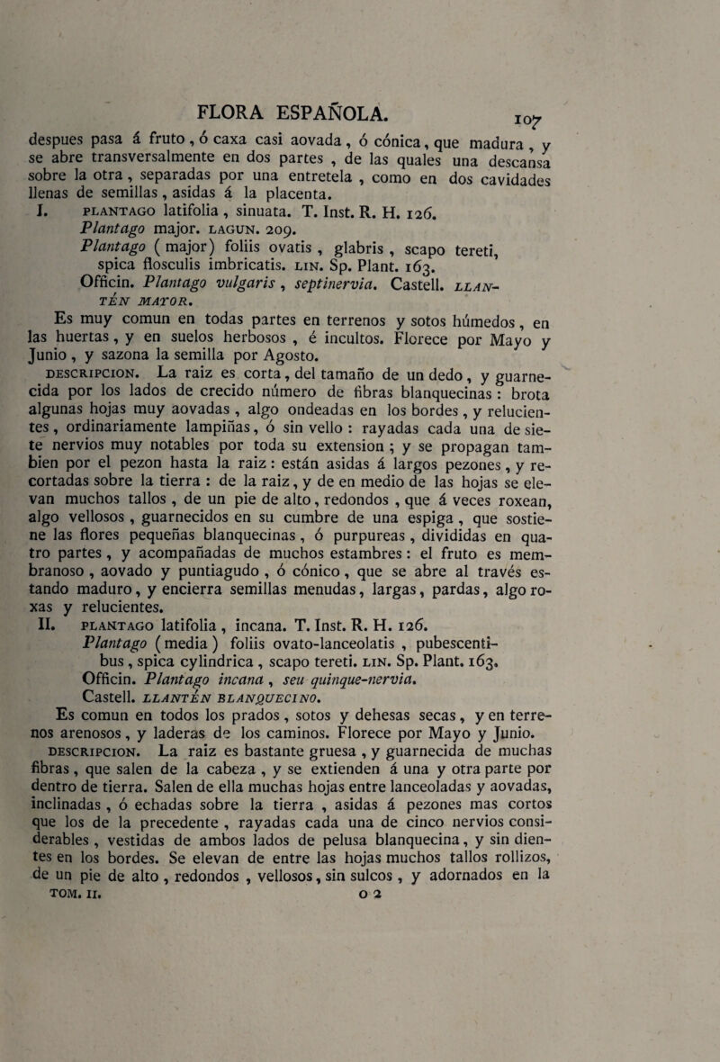 después pasa á fruto , ó caxa casi aovada , ó cónica, que madura , y se abre transversalmente en dos partes , de las quales una descansa sobre la otra, separadas por una entretela , como en dos cavidades llenas de semillas, asidas á la placenta. I. plantago latifolia , sinuata. T. Inst. R. H. 126. Plantago major. lagun. 209. Plantago ( major) foliis ovatis , glabris , scapo tereti, spica flosculis imbricatis. lin. Sp. Plant. 163. Officin. Plantago vulgaris, septinervia. Castell. llan¬ tén MAYOR. Es muy común en todas partes en terrenos y sotos húmedos, en las huertas, y en suelos herbosos , é incultos. Florece por Mayo y Junio , y sazona la semilla por Agosto. descripción. La raiz es corta, del tamaño de un dedo , y guarne¬ cida por los lados de crecido número de fibras blanquecinas : brota algunas hojas muy aovadas , algo ondeadas en los bordes , y relucien¬ tes , ordinariamente lampiñas, ó sin vello : rayadas cada una de sie¬ te nervios muy notables por toda su extensión ; y se propagan tam¬ bién por el pezón hasta la raiz: están asidas á largos pezones, y re¬ cortadas sobre la tierra : de la raiz, y de en medio de las hojas se ele¬ van muchos tallos, de un pie de alto, redondos , que á veces roxean, algo vellosos, guarnecidos en su cumbre de una espiga, que sostie¬ ne las flores pequeñas blanquecinas, ó purpureas, divididas en qua- tro partes, y acompañadas de muchos estambres: el fruto es mem¬ branoso , aovado y puntiagudo , ó cónico, que se abre al través es¬ tando maduro, y encierra semillas menudas, largas, pardas, algo ro- xas y relucientes. II. plantago latifolia , incana. T. Inst. R. H. 126. Plantago (media) foliis ovato-lanceolatis , pubescenti- bus, spica cylindrica , scapo tereti. lin. Sp. Plant. 163, Officin. Plantago incana , sen quinque-nervia. Castell. LLANTÉN BLANQUECINO. Es común en todos los prados, sotos y dehesas secas, y en terre¬ nos arenosos, y laderas de los caminos. Florece por Mayo y Junio. descripción. La raiz es bastante gruesa , y guarnecida de muchas fibras, que salen de la cabeza , y se extienden á una y otra parte por dentro de tierra. Salen de ella muchas hojas entre lanceoladas y aovadas, inclinadas , ó echadas sobre la tierra , asidas á pezones mas cortos que los de la precedente , rayadas cada una de cinco nervios consi¬ derables , vestidas de ambos lados de pelusa blanquecina, y sin dien¬ tes en los bordes. Se elevan de entre las hojas muchos tallos rollizos, de un pie de alto , redondos , vellosos, sin sulcos, y adornados en la