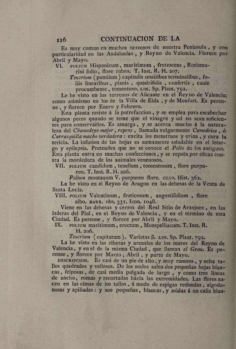 Es muy común en muchos terrenos de nuestra Península , y con particularidad en las Andalucías , y Rey no de Valencia. Florece por Abril y Mayo. VI. polium Hispanicum, maritimum , frutescens , Rorisma- rini folio, flore rubro. T. Inst. R. H. 207. Teucrium (pumilum) capitulis sessilibus terminalibus, fo- liis linearibus , planis , quadrifidis , confertis , caule procumbente , tomentoso, lin. Sp. Plant. 792. Le he visto en los terrenos de Alicante en el Rey no de Valencia; como asimismo en los de la Villa de Elda , y de Monfort. Es peren¬ ne , y florece por Enero y Febrero. Esta planta resiste á la putrefacción , y se emplea para escabechar algunos peces quando se teme que el vinagre y sal no sean suficien¬ tes para conservárlos. Es amarga, y se acerca mucho á la natura¬ leza del Chamedrys major ,repens , llamada vulgarmente Camedrios , ó Carrasquilla macho verdadera : excita los menstruos y orina , y cura la tericia. La infusión de las hojas es sumamente saludable en el letar¬ go y epilepsia. Pretenden que no se conoce el Polio de los antiguos. Esta planta entra en muchas confecciones, y se reputa por eficaz con¬ tra la mordedura de los animales venenosos. VII. polium candidum , tenellum , tomentosum , flore purpu¬ reo. T. Inst. R. FL 206. Polium montanum V. purpureo flore, clus. Hist. 362. La he visto en el Reyno de Aragón en las dehesas de la Venta de Santa Lucía. VIII. polium Valentinum, fruticosum , angustifolium , flore albo. barr. obs. 331. Icón. 1048. Viene en las dehesas y cerros del Real Sitio de Aranjuez , en las laderas del Piul, en el Reyno de Valencia , y en el término de esta Ciudad. Es perenne , y florece por Abril y Mayo. IX. polium maritimum, erectum , Monspelliacum. T. Inst. R. H. 206. Teucrium ( capitatum ). Varietas Q>. lin. Sp. Plant. 792. La he visto en las riberas y arenales de los mares del Reyno de Valencia, y en el de la misma Ciudad , que llaman el Grau. Es pe¬ renne , y florece por Marzo , Abril , y parte de Mayo. descripción. Es casi de un pie de alto, y muy ramoso , y echa ta¬ llos quadrados y vellosos. De los nudos salen dos pequeñas hojas blan¬ cas , felposas, de casi media pulgada de largo , y como tres lineas de ancho, romas y recortadas hácia las extremidades. Las flores na¬ cen en las cimas de los tallos , á modo de espigas redondas , algodo¬ nosas y apiñadas : y son pequeñas, blancas, y asidas á un cáliz blan-