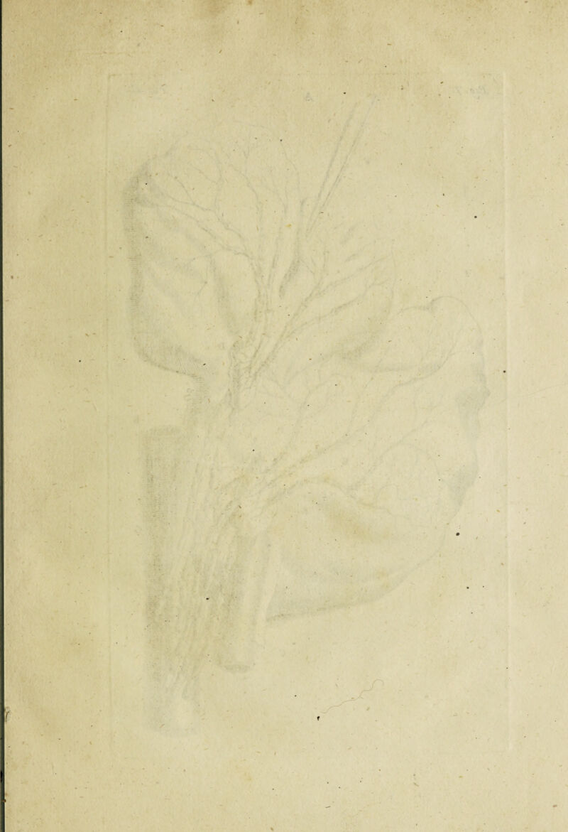 c / ' } s. . • »- : s 'f