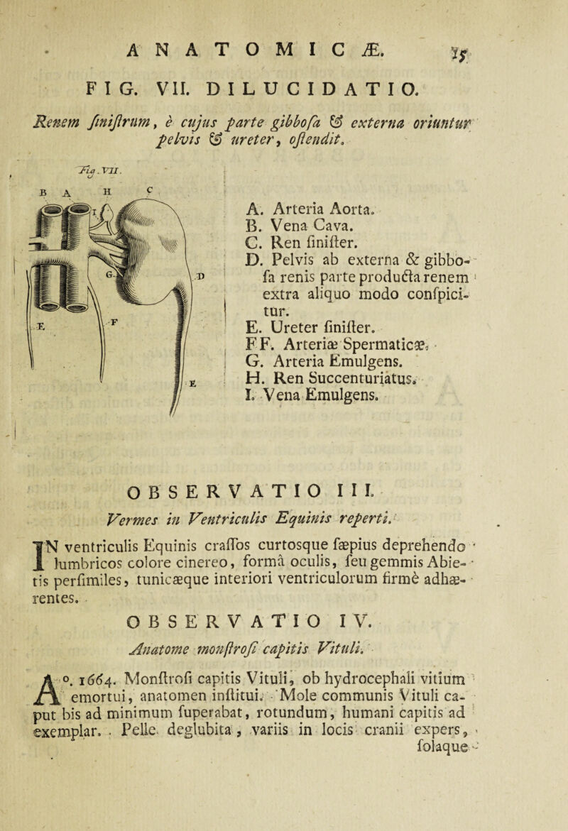 c ANATOMICAE. F I G. VII. DILUCIDATIO. Renem finijlrum, e cujus {arte gibbo fa & externa oriuntur fe his (f ureter, ojiendit, Tifl.ttl. f \ A. Arteria Aorta, B. Vena Cava. C. Ren linider. D. Pelvis ab externa & gibbo- - fa renis parte produda renem 1 extra aliquo modo confpici- tur. E. Ureter finiller. FF. Arteriae Spermatica G. Arteria Emulgens. H. Ren Succenturiatus. L Vena Emulgens. ♦ OBSERVATIO II L Vermes in Ventriculis Equinis reperti. IN ventriculis Equinis crafTos curtosque faepius deprehendo ' lumbricos colore cinereo, forma oculis, feugemmis Abie- * tis perfimilesj tunicaeque interiori ventriculorum firm£ adhae¬ rentes. OBSERVATIO IV. Anatome ?nonftroJi capitis Vituli. A°. 1664. Mondrofi capitis Vituli, ob hydrocephali vitium emortui, anatomen inftitui. 'Mole communis Vituli ca¬ put bis ad minimum fuperabat, rotundum, humani capitis ad exemplar. . Pelle, deglubita , variis in locis cranii expers, < foiaque -