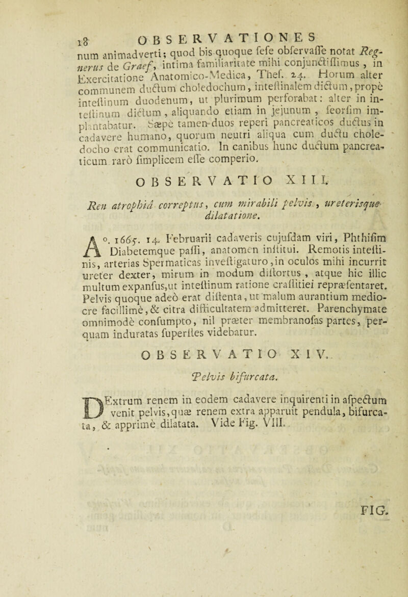 num animadvertis quod bis quoque fefe obfervafle notat Rcg- nertis de Graef , intima familiaritate mihi conjundffiimus , in Exercitatione Anatomico-Niedica, i iiei» za. Piorum altei communem duftum choledochum, inteffinalemdi&um,prope inteilinum duodenum, ut plurimum perforabat: alter in in¬ teilinum dictum, aliquando etiam in jejunum , feorfim im- pl ntabatur. Saepe tamen duos reperi pancreaticos dudus in cadavere humano, quorum neutri aliqua cum dudu chole¬ docho erat communicatio. In canibus hunc ducium pancrea¬ ticum raro iimplicem elle comperio. OBSERVATIO XIII. * Ren atrophia correptus, cum mirabili pelvis , ureterisque- dilatatione. /k o. 1665*. 14. Februarii cadaveris cujufdam viri, Fhthidm £\ Diabetemque pafli, anatomen inititui. Remotis intelti- nis, arterias Spermaticas inveffigaturo ,in oculos mihi incurrit ureter dexter, mirum in modum diitortus , atque hic illic multum expanfus,ut inteilinum ratione crafiitiei repraefentaret. Pelvis quoque adeo erat diitenta, ut malum aurantium medio¬ cre facillime,& citra difficultatem admitteret. Parenchymate omnimode confumpto, ni! praeter membranofas partes, per¬ quam induratas fuperiies videbatur. OBSERVATIO XIV. Telvis bifurcata. DExtrum renem in eodem cadavere inquirenti in afpe&um venit pelvis,quae renem extra apparuit pendula, bifurca¬ ta, & apprime dilatata. Vide Fig. V11L fi a