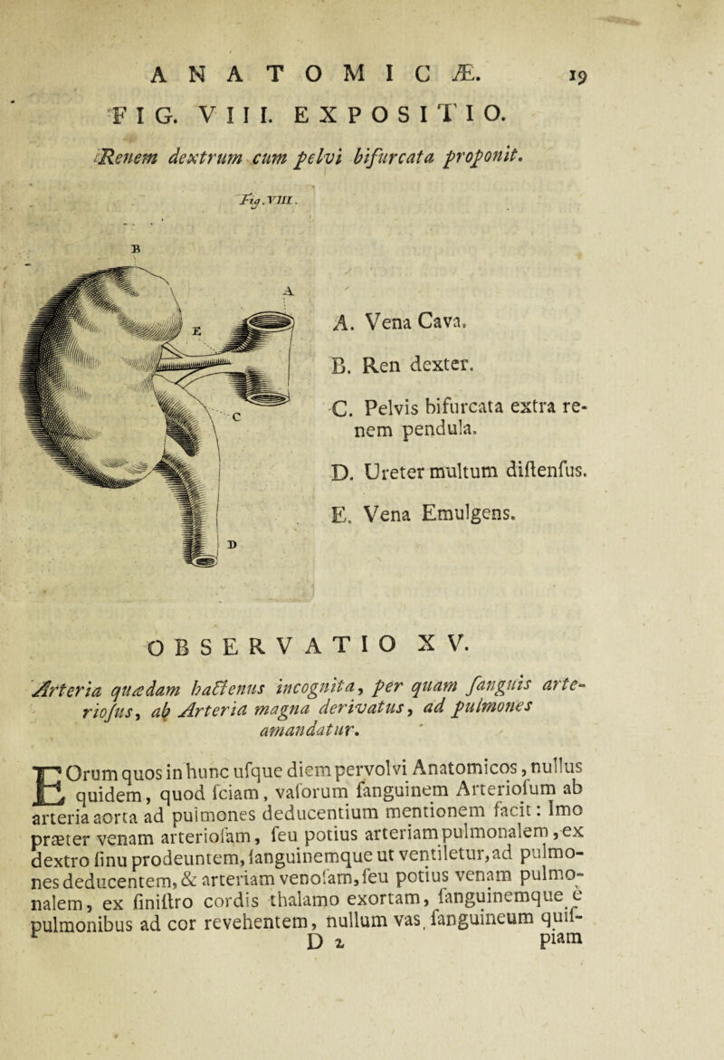 F I G. VIII. EXPOSITIO. Renem dextrum cum pelvi bifurcata proponit. Ity.VIII. A. Vena Cava, B. Ren dexter. C. Pelvis bifurcata extra re¬ nem pendula. D. Ureter multum diflenfus. E. Vena Emulgens. OBSERVATIO XV. Arteria quadam baElenus incognita, per quam /anguis arte- riojusy ali Arteria magna derivatus, ad pulmones amandatur. EOrum quos in hunc ufque diem pervolvi Anatomicos, nullus quidem, quod fciam, vaiorum fanguinem Arteriolum ab arteria aorta ad pulmones deducentium mentionem facit. Imo proster venam arteriolam, feu potius arteriampulmonalem,ex dextro linu prodeuntem, languinemque ut ventiletur,ad pulmo¬ nes deducentem, & arteriam veno'am5ieu potius venam pulmo¬ nalem, ex fini liro cordis thalamo exortam, fanguinemque e pulmonibus ad cor revehentem, nullum vas( ianguineum qui - r D i Piam