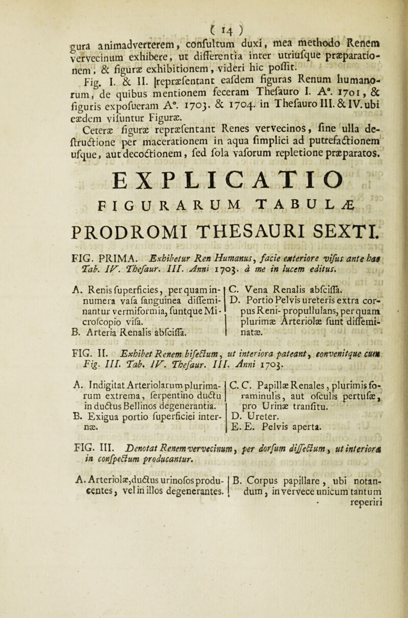 t. C r4 ) aura animadverterem, confultum duxi, mea methodo Renem vervecinum exhibere, ut differentia inter utriufque praeparatio¬ nem , & figurae exhibitionem, videri hic poffit. Fig. I. & II. (repraefentant eafdem figuras Renum humano¬ rum, de quibus mentionem feceram Thefauro I. A°. 1701, & figuris expofueram A°. 1703. & 1704. in Thefauro III. &IV.ubi eaedem viluntur Figurae. Ceterae figurae repraefentant Renes vervecinos, fine ulla de- ftrudione per macerationem in aqua fimplici ad putrefadionem ufque, aut decodionem, fed fola vaforum repletione praeparatos. EXPLICATIO FIGURARUM TABULA PRODROMI THESAURI SEXTI. FIG. PRIMA. Exhibetur Ren Humanus, facie exteriore vifus ante has Tab. IV. Thefaur. III. Anni 1703. a me in lucem editus. A. Renis fuperficies, per quam in¬ numera vafa fanguinea diffemi- nantur vermiformia, funtque Mi- crofcopio vifa. B. Arteria Renalis abfcifla. C. Vena Renalis abfcifla. D. Portio Pelvis ureteris extra cor¬ pus Reni- propullulans, perquam plurimae Arteriolae funt diffemi- natae. FIG. II. Exhibet Renem bifeftumy ut interiora.f ateant, eonvenitque cum Fig. III. Tab. IV. Thefaur. III. Anni 1703. A. Indigitat Arteriolarum plurima¬ rum extrema, ferpentino dudtu indudusBellinos degenerantia. B. Exigua portio fuperficiei inter- nse. C. C. Papillae Renales, plurimis fb- raminulis, aut ofculis pertufae, pro Urinae tranfitu. D. Ureter. E. E. Pelvis aperta. FIG. III. Denotat Renem vervecinum, per dorfum dijfeftumy ut interior a in confpeffum producantur. A.Arteriola*,dudus urinofosprodu- B. Corpus papillare, ubi notan- centes, vel in illos degenerantes. dum, in vervece unicum tantum reperiri