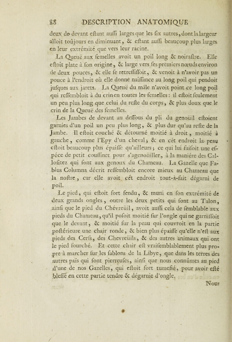 deux d& devant citant auITi larges que les fix autres, dont la largeur alloit toujours en diminuant, 6c eliant aulîi beaucoup plus larges en leur extrémité que vers leur racine. .La Queue aux femelles avoit un poil long 6c noiraftre. Elle eftoit plate à fon origine, 6c large vers fes premiers nœuds environ de deux pouces, 6c elle fe rctrefîifloit, 6c venoit à n’avoir pas un pouce à l’endroit où elle donne naiflance au long poil qui pendoit jufques aux jarets. La Queue du mâle n’avoit point ce long poil qui rcfïembloit à du crin en toutes les-femelles : il eftoit feulement un peu plus long que celui du refte du corps, 6c plus doux que le crin de la Queue des femelles. Les Jambes de devant au deftous du pli du genou il eftoient garnies d’un poil un peu plus long, 6c plus dur qu’au refte de la Jambe. Il eftoit couché 6c détourné moitié à droit , moitié à gauche , comme l’Epy d’un cheval, 6c en cét endroit la- peau eftoit beaucoup plus épaifle qu’ailleurs -, ce qui lui faifoit une ef- péce de petit coufiînct pour s’agenouiller, à la manière des Cal- lolitez qui font aux genoux du Chameau. La Gazelle que Fa¬ bius Columna décrit rcftémbloit encore mieux au Chameau que la noftre , car elle avoit cct endroit tout-à-fait dégarni de poil. Le pied, qui eftoit fort fendu, 6c muni en fon extrémité de deux grands ongles , outre les deux petits qui font au Talon, ainft que le pied du Chévreüil, avoit aulîi cela de femblablc aux pieds du Chameau, qu’il pofoit moitié fur l’ongle qui ne garriifioit que le devant, 6c moitié fur la peau qui couvroit en la partie poftérieure une chair ronde, 6c bien plus épaifte qu’elle n’eft aux pieds des Cerfs, des Chevreuils, 6c des autres animaux qui ont le pied fourché. Et cette chair eft vraifemblablement plus pro¬ pre à marcher fur les fablons de la Libye, que dans les terres des autres païs qui font pierreufes, ainft que nous connûmes au pied d’une de nos Gazelles, qui eftoit fort tuméfié, pour avoir efté blefie en cette partie tendre 6c dégarnie d’ongle, Nous