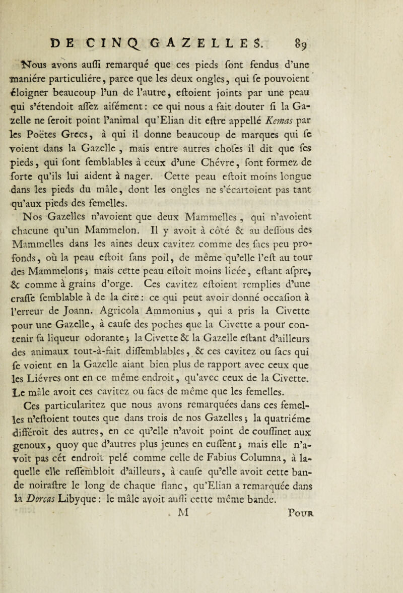 Nous avons auflï remarqué que ces pieds font fendus d’une •manière particulière, parce que les deux ongles, qui fe pouvoient éloigner beaucoup l’un de l’autre, eftoient joints par une peau qui s’étendoit allez aifément : ce qui nous a fait douter fl la Ga¬ zelle ne feroit point l’animal qu’Elian dit eftre appelle Remas par les Poètes Grecs, à qui il donne beaucoup de marques qui fc voient dans la Gazelle , mais entre autres choies il dit que fes pieds, qui font femblables à ceux d’une Chèvre, font formez de forte qu’ils lui aident à nager. Cette peau eftoit moins longue dans les pieds du mâle, dont les ongles ne s’écartoient pas tant qu’aux pieds des femelles. Nos Gazelles n’avoient que deux Mammelles, qui n’avoient chacune qu’un Mammelon. Il y avoit à côté & au delîbus des Mammelles dans les aines deux cavitez comme des fies peu pro¬ fonds, où la peau eftoit fans poil, de même qu’elle l’eft au tour des MammelonSi mais cette peau eftoit moins licée, eftant afpre, £c comme à grains d’orge. Ces cavitez eftoient remplies d’une crafîe femblable à de la cire : ce qui peut avoir donné occafton à l’erreur de Joann. Agricola Ammonius, qui a pris la Civette pour une Gazelle, à caufe des poches que la Civette a pour con¬ tenir fa liqueur odorante j la Civette Ôt la Gazelle eftant d’ailleurs des animaux tout-à-fait diflemblables, & ces cavitez ou facs qui fe voient en la Gazelle aiant bien plus de rapport avec ceux que les Lièvres ont en ce même endroit, qu’avec ceux de la Civette. Le mâle avoit ces cavitez ou facs de même que les femelles. Ces particularitez que nous avons remarquées dans ces femel¬ les n’eftoient toutes que dans trois de nos Gazelles 5 la quatrième différoit des autres, en ce qu’elle n’avoit point de couiïînet aux genoux, quoy que d’autres plus jeunes en eulfent> mais elle n’a¬ voit pas cét endroit pelé comme celle de Fabius Columna, à la¬ quelle elle reffembloit d’ailleurs, à caufe qu’elle avoit cette ban¬ de noiraftre le long de chaque flanc, qu’Elian a remarquée dans la Dorcas Libyque : le mâle avoit auflï cette même bande. . M Pour