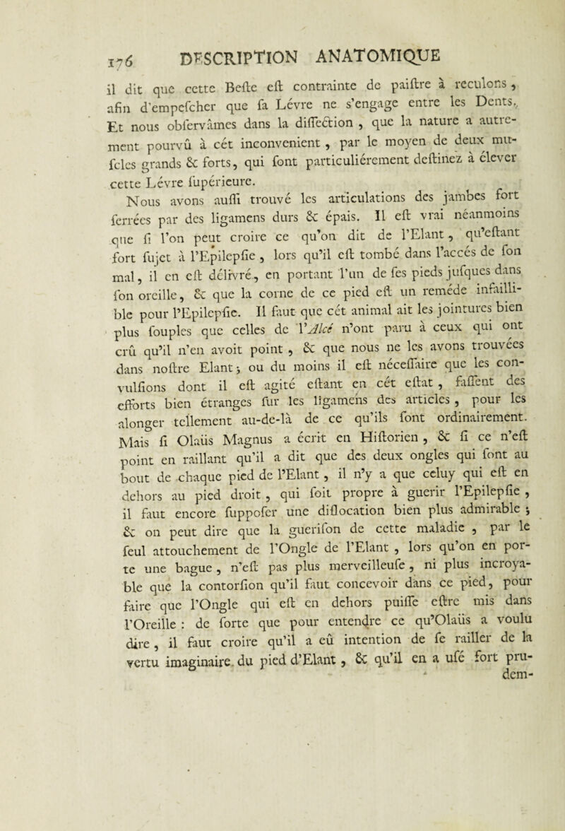 il dit que cette Belle eft contrainte de paiftre à reculons, afin d’empefcher que fa Lèvre ne s’engage entre les Dents, Et nous oblervâmes dans la difieétion , que la nature a autre¬ ment pourvû à cét inconvénient , par le moyen de deux mit- jfcles grands 6c forts, qui font particuliérement deftinez à élever cette Lèvre fupérieure. Nous avons aufli trouvé les articulations des jambes fort ferrées par des ligamens durs Se épais. Il eft vrai néanmoins que fi l’on peut croire ce qu’on dit de l’Liant, qu’eftant fort fujet à l’Epilepfie , lors qu’il eft tombé dans l’accès de fou mal, il en eft délivré, en portant 'l’an de fes pieds jufques dans fon oreille, Sc que la corne de ce pied eft un remède infailli¬ ble pour l’Epilepfie. Il faut que cét animal ait les jointures bien plus fouples que celles de VAlcé n’ont paru a ceux qui otu crû qu’il n’en avoit point , Sc que nous ne les avons trouvées dans no lire Elant > ou du moins il eft néceflaire que les con- vulfions dont il eft agité eftant en cét eftat , faffent des efforts bien étranges fur les ligamens des articles , pour les alonger tellement au-de-la de ce qu’ils font ordinairement. Mais fi Olaiis Magnus a écrit en Hiftorien , & fi ce n’eft point en raillant qu’il a dit que des deux ongles qui font au bout de chaque pied de l’Elant, il n’y a que celuy qui eft en dehors au pied droit , qui foit propre à guérir l’Epilepfie , il faut encore fuppofer une diflocation bien plus admiiable j & on peut dire que la guerilon de cette maladie , par le feul attouchement de l’Ongle de l’Elant , lors qu on en poi- te une bague , n’eft pas plus merveilleufe, ni plus incroya¬ ble que la contorfion qu’il faut concevoir dans ce pied, pour faire que l’Ongle qui eft en dehors puifle eftre mis dans l’Oreille : de forte que pour entendre ce qu’Olaüs a voulu dire , il faut croire qu’il a eu intention de fe raillei de la vertu imaginaire, du pied d’Elant , quil en a ufc foit pru- * dem-