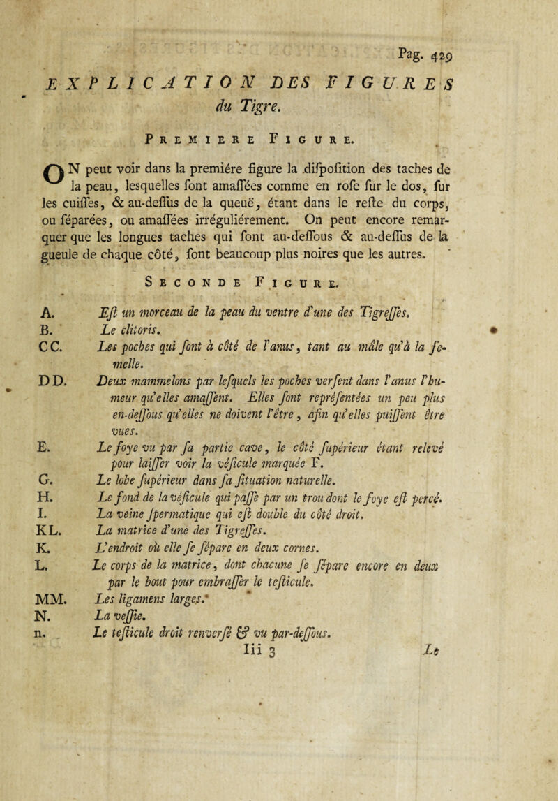 EXPLICATION LES FIGURES du Tigre. Première Figure. N peut voir dans la première figure la difpofition des taches de la peau, lesquelles font amaflees comme en rofe fur le dos, fur les cuifles, & au-deflus delà queue, étant dans le relie du corps, ou féparées, ou amaflees irrégulièrement. On peut encore remar¬ quer que les longues taches qui font au-d'eflous & au-deflus de la gueule de chaque côté, font beaucoup plus noires que les autres. Seconde Figure. A. EJi un morceau de la peau du ventre d'une des Tigreffe s. B. Le clitoris. C C. Les poches qui font à côté de T anus, tant au mâle qu'à la fe- melle. D D. Deux mammelons par lefquels les poches verfent dans l'anus l'hu¬ meur quelles amaffent. Elles font repréfentées un peu plus en-deffous qu'elles ne doivent l'être, afin quelles puijfent être vues. E. Le foye vu par fa partie cave, le côté fupérleur étant relevé pour laiffer voir la véficule marquée F. G. Le lobe fupérieur dans fa fituation naturelle. H. Le fond de la véficule quipafie par un trou dont le foye efl percé. I. La veine Jpermatique qui eft double du côté droit. KL. La matrice d’une des ligreffes. K. L'endroit oit elle fe fépare en deux cornes. L, Le corps de la matrice, dont chacune fe fépare encore en deux par le bout pour embraffer le tefticule. Les ligamens large?.‘ La veffic. Le tefticule droit renverfè & vu par-dejfous. Iii 3 MM. N. n. Le