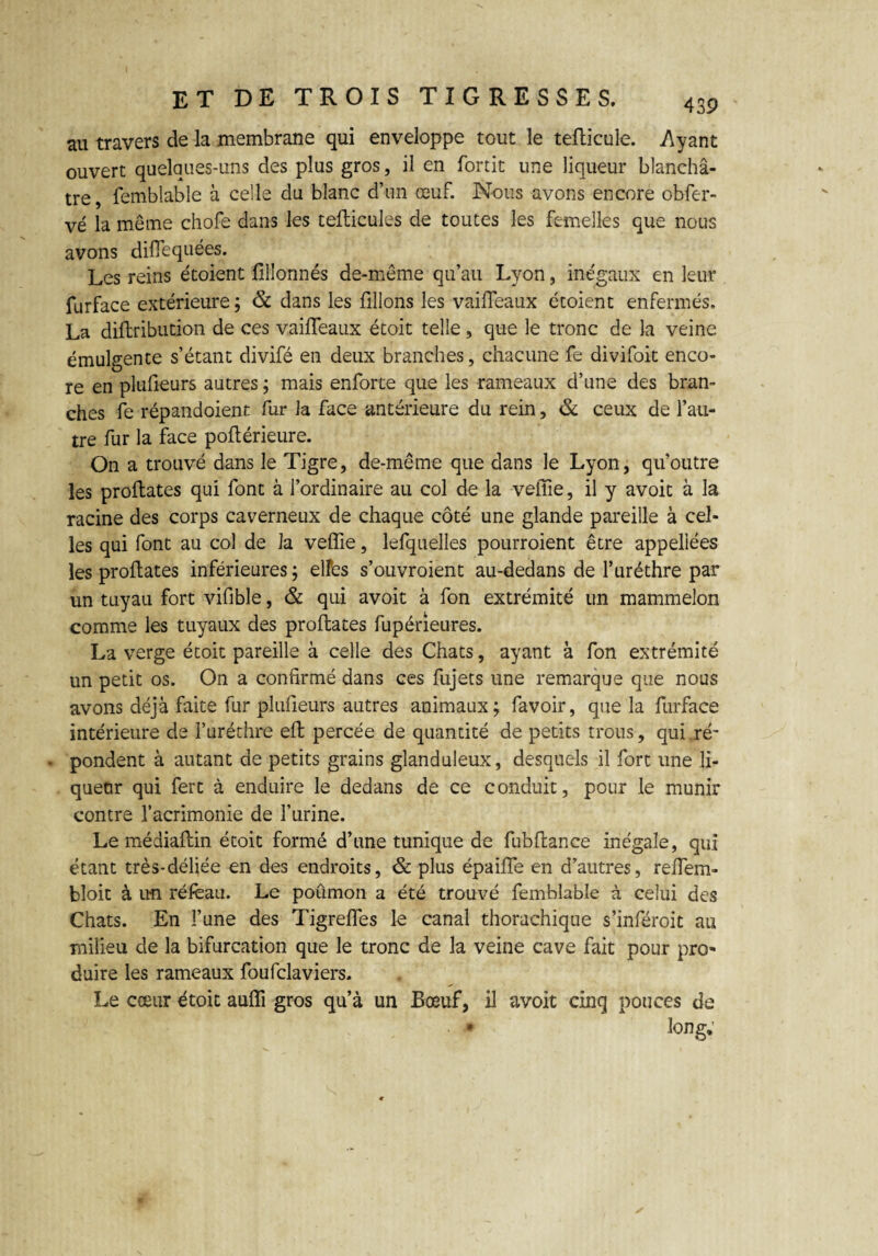 au travers de la membrane qui enveloppe tout le teiïicule. .Ayant ouvert quelques-uns des plus gros, il en fortit une liqueur blanchâ¬ tre, femblable à celle du blanc d’un œuf. Nous avons encore obfer- vé la même chofe dans les teiïicules de toutes les femelles que nous avons difiequées. Les reins étoient filîonnés de-même qu’au Lyon, inégaux en leur furface extérieure; & dans les filions les vaiiïeaux étoient enfermés. La diiïribution de ces vaiiïeaux étoit telle, que le tronc de la veine émulgente s’étant divifé en deux branches, chacune fe divifoit enco¬ re en plufieurs autres ; mais enforte que les rameaux d’une des bran¬ ches fe répandoient fur la face antérieure du rein, & ceux de l’au¬ tre fur la face poflérieure. On a trouvé dans le Tigre, de-même que dans le Lyon, qu'outre les proiïates qui font à l’ordinaire au col de la veiïie, il y avoit à la racine des corps caverneux de chaque côté une glande pareille à cel¬ les qui font au col de la veiïie, lefquelles pourroient être appeliées les proiïates inférieures ; elles s’ouvroient au-dedans de l’uréthre par un tuyau fort viiïble, & qui avoit à fon extrémité un mammelon comme les tuyaux des proiïates fupérieures. La verge étoit pareille à celle des Chats, ayant à fon extrémité un petit os. On a confirmé dans ces fujets une remarque que nous avons déjà faite fur plufieurs autres animaux; favoir, que la furface intérieure de f urèthre eiï percée de quantité de petits trous, qui ré' • pondent à autant de petits grains glanduleux, desquels il fort une li¬ queur qui fert à enduire le dedans de ce conduit, pour le munir contre l’acrimonie de liïrine. Le médiaiïin étoit formé d’une tunique de fubiïance inégale, qui étant très-déliée en des endroits, & plus épaifle en d’autres, reiïem- bloit à un réfèau. Le poûmon a été trouvé femblable à celui des Chats. En l’une des Tigrefles le canal thorachique s’inféroit au milieu de la bifurcation que le tronc de la veine cave fait pour pro« duire les rameaux foufclaviers. Le cœur étoit aufli gros qu’à un Bœuf, il avoit cinq pouces de • long.