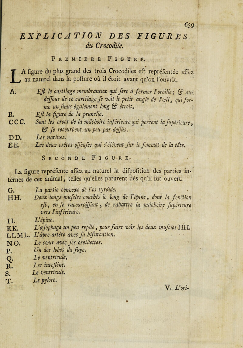 ^39 EXFLICATION DES FIGURES du Crocodile. Première Figure. LA figure du plus grand des trois Crocodiles eft repréfentée eiFez au naturel dans la polture où il étoit avant qu’on l’ouvrît. A. Eft le cartilage membraneux qui fert à fermer l'oreille ; £? au- défions de ce cartilage Je voit le petit angle de l'œil, qui for¬ me un finus également long S étroit. B. Eft la figure de la prunelle. CC C. Sont les crocs de la mâchoire inférieure qui percent la fitpéricurt, & fe recourbent un peu par• dejjiis. DD. Les narines. E E. jLes deux crêtes ojfeufes qui s'élèvent fur le fommet de la tête. Seconde Figure.- La figure repréfente allez au naturel la difpofition des parties in* ternes de cet animal, telles qu’elles parurent dès qu’il fut ouvert. G. La partie convexe de l'os tyrdide. HH. Deux longs mufcles couchés le long de l'épine, dont la fonction eft, enfe racourciffant, de rabattre la mâchoire fupérieure vers l'inférieure. 11. L’épine. KK. L'œfophage un peu replié, pour faire voir les deux mufcles HH. LL ML. L’âpre-artère avec fa bifurcation. N O. Le cœur avec fis oreillettes. p. Un des lobes du foye. q. Le ventricule. Les inteftins. Le ventricule. T. Le pylore.