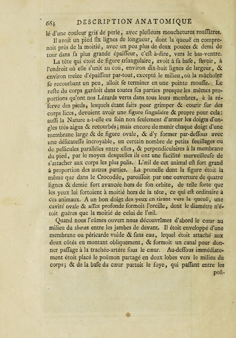 lé d’une couleur gris de perle, avec plufieurs mouchetures rouflatres. Il a voit un pied fix lignes de longueur, dont la queue en compre- noit près de la moitié, avec un peu plus de deux pouces & demi de tour dans fa plus grande épaifleur, c’eft à-dire, vers le bas-ventre. La tête qui étoit de figure triangulaire, avoit à fa bafe, favoir, à l’endroit où elle s’unit au cou, environ dix-huit lignes de largeur, & environ treize d’épaifleur par-tout, excepté le milieu ,où la mâchoire fe recourbant un peu, alloit fe terminer en une pointe moufle. Le refie du corps gardoit dans toutes fies parties presque les mêmes pro¬ portions qu’ont nos Lézards verts dans tous leurs membres, à la ré¬ serve des pieds, lesquels étant faits pour grimper & courir fur des corps lices, dévoient avoir une figure finguliére & propre pour cela : auffi la Nature a-t-elle eu foin non feulement d’armer les doigts d’on¬ gles très-aigus & recourbés ; mais encore de munir chaque doigt d’une membrane large & de figure ovale, & d’y former par-defîbus avec une délicatefle incroyable, un certain nombre de petits feuillages ou de pellicules parallèles entre elles, & perpendiculaires à la membrane du pied, par le moyen desquelles ils ont une facilité merveilleufe de s’attacher aux corps les plus polis. L’œil de cet animal eft fort grand à proportion des autres parties. La prunelle dont la figure étoit la même que dans le Crocodile, paroifloit par une ouverture de quatre lignes & demie fort avancée hors de fon orbite, de telle forte que les yeux lui fortoient à moitié hors de la tête, ce qui eft ordinaire à ces animaux. A un bon doigt des yeux en tirant vers la queue, une cavité ovale & allez profonde formoit l’oreille, dont le diamètre n’é- toit guéres que la moitié de celui de l’œil. Quand nous l’eûmes ouvert nous découvrîmes d’abord le cœur au milieu du thorax entre les jambes de devant. Il étoit enveloppé d’une membrane ou péricarde vuide & fans eau, lequel étoit attaché aux deux côtés en montant obliquement, & formoit un canal pour don¬ ner paftage à la trachée-artère fous le cœur. Au-delTous immédiate¬ ment étoit placé le poumon partagé en deux lobes vers le milieu du corps ; & de la bafe du cœur partoit le foye, qui paflant entre les poû-