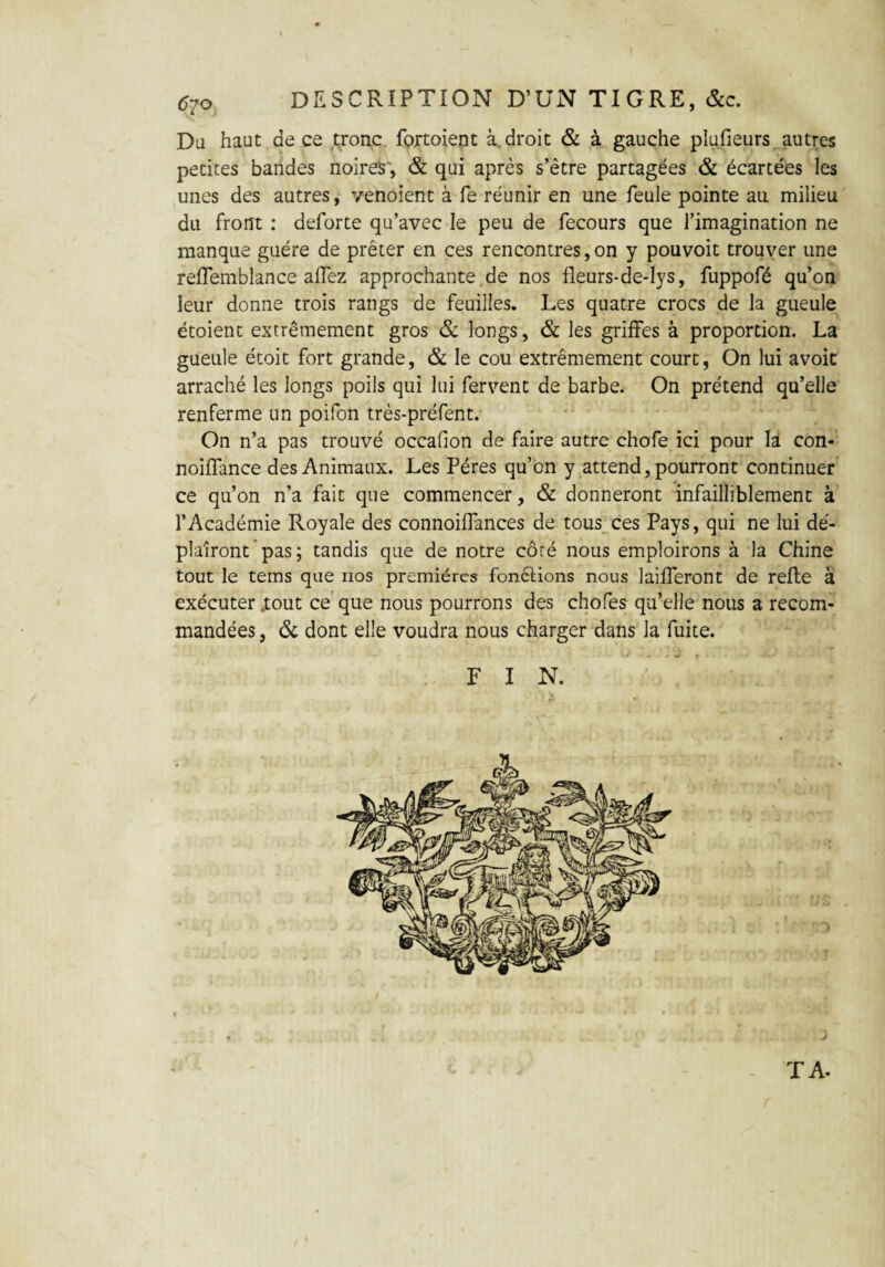 DESCRIPTION D’UN TIGRE, &c. Du haut.de ce tronc fortoient à.droit & à gauche plufieurs autres petites bandes noires-, & qui après s’être partagées & écartées les unes des autres, venôîent à fe réunir en une feule pointe au milieu du front : deforte qu’avec le peu de fecours que l’imagination ne manque guère de prêter en ces rencontres,on y pouvoit trouver une reffemblance allez approchante de nos fieurs-de-lys, fuppofé qu’on leur donne trois rangs de feuilles. Les quatre crocs de la gueule étoient extrêmement gros & longs, & les griffes à proportion. La gueule étoit fort grande, & le cou extrêmement court, On lui avoit arraché les longs poils qui lui fervent de barbe. On prétend qu’elle renferme un poifon très-préfent. On n’a pas trouvé occafion de faire autre chofe ici pour la con- noiffance des Animaux. Les Pères qu’on y attend, pourront continuer ce qu’on n’a fait que commencer, & donneront infailliblement à l’Académie Royale des connoiffances de tous ces Pays, qui ne lui dé¬ plairont pas; tandis que de notre côté nous emploirons à la Chine tout le tems que nos premières fonélions nous laifferont de refte à exécuter .tout ce que nous pourrons des chofes qu’elle nous a recom¬ mandées , & dont elle voudra nous charger dans la fuite. F I N. TA-