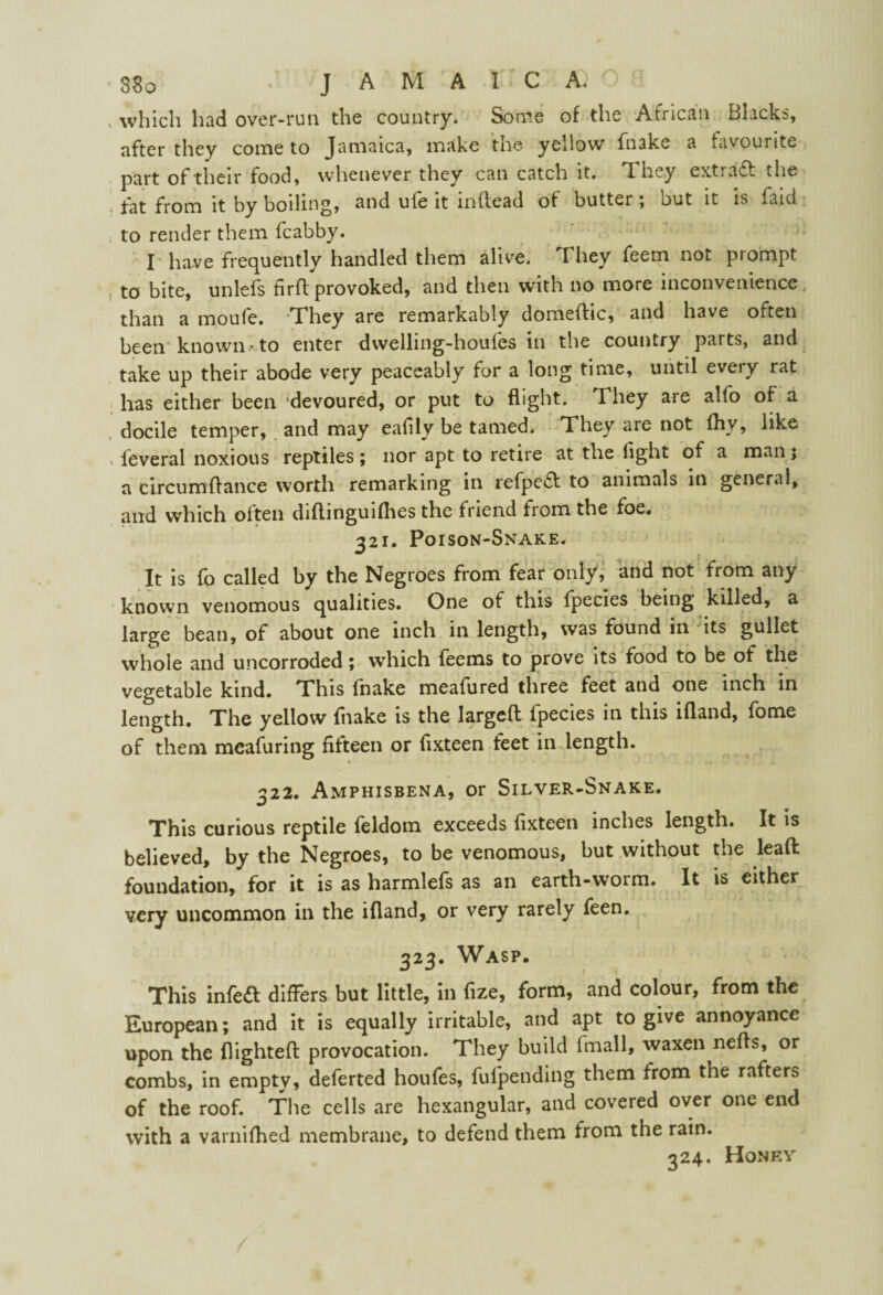 , which had over-run the country. Some of the African Blacks, after they come to Jamaica, make the yellow fnake a favourite part of their food, whenever they can catch it. T. hey extiaft the fat from it by boiling, and ufe it inftead of butter; but it is faid to render them fcabby. I have frequently handled them alive. They feem not prompt to bite, unlefs firft provoked, and then with no more inconvenience than a moufe. They are remarkably domeftic, and have often been known to enter dwelling-houfes in the country parts, and take up their abode very peaceably for a long time, until every rat has either been devoured, or put to flight. They are alfo of a docile temper, and may eafily be tamed. They are not fhy, like feveral noxious reptiles; nor apt to retire at the light of a man; a circumftance worth remarking in refpe£t to animals in general, and which often didinguiflies the friend from the foe. 321. Poison-Snake. It is fb called by the Negroes from fear only, and not from any known venomous qualities. One of this Ipecies being killed, a large bean, of about one inch in length, was found in its gullet whole and uncorroded \ which feems to prove its food to be of the vegetable kind. This fnake meafured three feet and one inch in length. The yellow {hake is the larged fpecies in this ifland, fome of them measuring fifteen or fixteen feet in length. 222. Amphisbena, or Silver-Snake. •/ This curious reptile feldom exceeds fixteen inches length. It is believed, by the Negroes, to be venomous, but without the lead foundation, for it is as harmlefs as an earth-worm. It is either very uncommon in the ifland, or very rarely feen. 323. Wasp. This infe& differs but little, in flze, form, and colour, from the European; and it is equally irritable, and apt to give annoyance upon the flighted provocation. They build (mail, waxen nefls, or combs, in empty, deferted houfes, fufpending them from the rafters of the roof. The cells are hexangular, and covered over one end with a varnifhed membrane, to defend them from the rain. 324. Honf.y