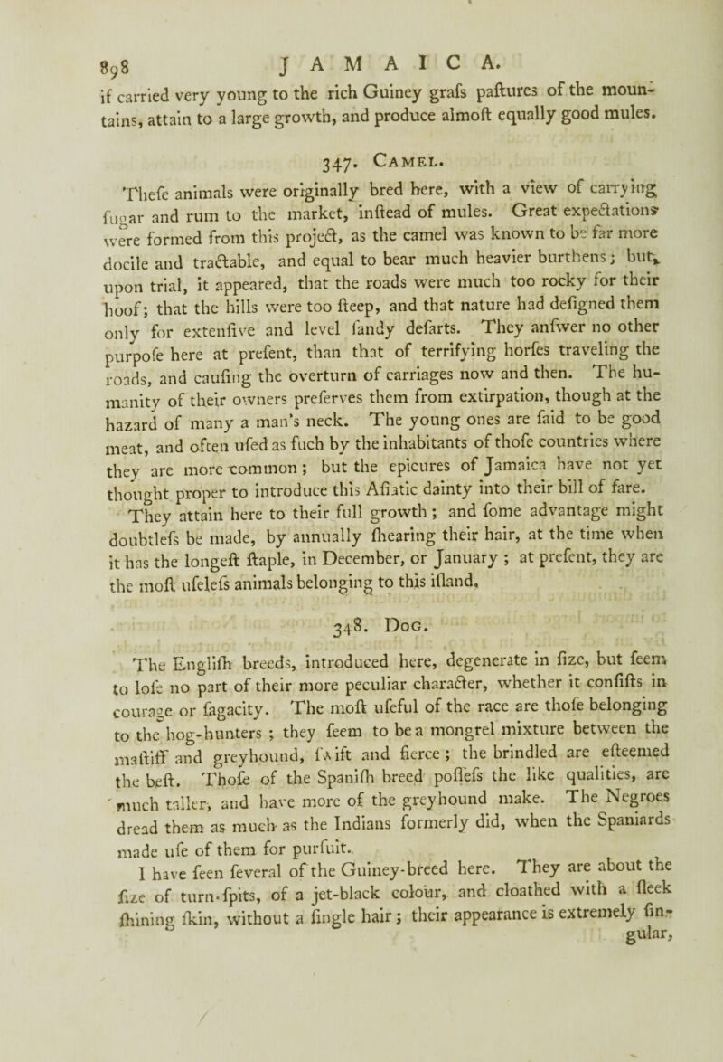 if carried very young to the rich Guiney grafs paftures of the moun¬ tains, attain to a large growth, and produce almoft equally good mules. 347. Camel. Thefe animals were originally bred here, with a view of carrying; fUoar and rum to the market, inftead of mules. Great expedations* were formed from this preyed, as the camel was known to be far more docile and tradable, and equal to bear much heavier burthens j but* upon trial, it appeared, that the roads were much too rocky for their hoof; that the hills were too deep, and that nature had defigned them only for extenfive and level landy defarts. They anfwer no other purpofc here at prefent, than that of terrifying horfes traveling the roads, and caufing the overturn of carriages now and then. The hu¬ manity of their owners preferves them from extirpation, though at the hazard of many a man’s neck. The young ones are faid to be good meat, and often ufed as fuch by the inhabitants of thofe countries where they are more common ; but the epicures of Jamaica have not yet thought proper to introduce this Afiatic dainty into their bill of fare. They attain here to their full growth ; and fome advantage might doubtlefs be made, by annually (hearing their hair, at the time when it has the longed daple, in December, or January ; at prefent, they are the mod ufelels animals belonging to this ifland, 348. Dog. The Englifh breeds, introduced here, degenerate in fize, but feem to lofe no part of their more peculiar charader, whether it confids in courage or fagacity. The mod ufeful of the race are thofe belonging to the hog-hunters ; they feem to be a mongrel mixture between the madiff and greyhound, Dvift and fierce; the brindled are edeemed the bed. Thofe of the Spanifh breed pofiefs the like qualities, are much taller, and have more of the greyhound make. The Negroes dread them as much- as the Indians formerly did, when the Spaniards made ufe of them for purfuit. I have feen feveral of the Guiney-breed here. They are about the dze of turn-(pits, of a jet-black colour, and cloathed with a (leek finning (kin, without a fingle hair; their appearance is extremely fin.- gular.