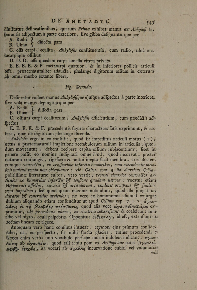 ^luftratur ^elmeatltinlbus, quarum Prima exhibet manus t'!:'Ahlylofi la¬ borantis adfpedum a parte exteriore, live gibba defignanturque per B. Uhi« C. olTa carpi, coalita, Anhylofin conftituentla, cum radio, ulna me¬ tacarpique offibus • D. D. D. offa quaedam carpi lamella vitrea privata. E. E. E. E. & F. metacarpi quatuor , & in inferiores pollicis articuli oflfa, praeternaturaliter adauda, phalange digitorum offium in eseterum ab omni morbo extante libera. Pig. Secunda. Delineatur eadem manus Ankyloftfqtie ejufque adfpedus a parte interiore^ five vola manus depingiturque per B. * Uln» } C. offium carpi coalitorumAnkylojin efficientium y cum praedidis atJi ^edus E. E. E. E. &• F. praecedentis figurae charaderes fatis exprimunt, & ex¬ tera , qux de digitorum phalange dicenda. Anhylofis ergo in eo confiftit, quod fit impeditus articuli motus ( i ) ortus a prxternaturali impletione acetabulorum ofiium in articulis , qux, dum moveantur , debent recipere capita offium fubjacentlum”, licet in genere poffit eo nomine indigitari omne illud , quod incurvat, prxter' naturam conjungit, rigefeere & motui inepta facit membra , articulos eo- rumque contra&io , ex crajjioribm infarBu humoribus, cum extendendis mem^ iris mtifculi tendo non ohfequatur : vid. Galen. com. 3. lib. diarticuL Celfus, politiffimx literaturx cultor, vero vertit, recenti cicatrice contralios ar¬ ticulos ex humoribus infarBis tenjione quadam nervea : vocatur etiam- Hippocrati affeBus, cervicis ^ articulorum , tendines occupans ^ funBio- Ttem impediens j fed quod quam maxime notandum, quod ille jungat in¬ duratos ^ contraBos articulos; ne vero ex homonomia aliquod exfurgnt- dubium aliquando etiam confunditur ut apud Celfum cap. 7. 1. 7. ^yxv- & xi 7rpeff'^vriit quod alia voce ex¬ primitur , ubi procedente ulcere, ex cicatrice ephorefeunt & coalefcunt cum' albo vel nigro , oculi palpebrx. Opponitur > id eft, extenfioni iir^ redam lineam ex rigore: Antequam vero hanc cominus ihtuear, etymon ejus primum confide-- 'rabo, ut, eo perfpedo , fit mihi frada glacies , tutius procedendi Grxea enim verba uno vocabulo perfxpe morbi indolem indicant: dyxo*- ab dyxoAou-, quod tali fenfu poni ex Arijiopbane p?Ltet ^HyxuAcd- vocari ab dyycvAt]. incurvatione cubki vcl voluntaria-^ veli