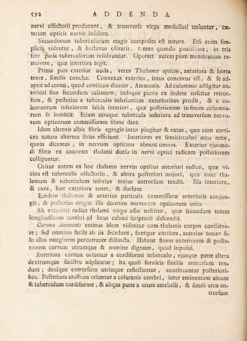 nervi olfaflorii producunt, & transverfa virga medullari uniuntur, ese- terum opticis nervis infident. Secundorum tuberculorum magis compofita eft natura. Etfi enim fim- plicia videntur, & haftenus olivaria, tamen quando pauciiiima, in tria fere paria tuberculorum refolvuntur. Oportet autem piam membranam re¬ movere , quae interiora tegit. Prima pars exterior nuda, verus Thalamus optiem, anteriora & latera tenet, fimilis conchae. Convexus exterius, intus concavus eft, & fe ad¬ aptat ad cornu, quod conticuo dicetur, Ammonis. Ad columnas adfigitur an¬ teriori fine fecundum calamum, indeque porro ex iisdem nafeitur retror- fum, & pofterius a tuberculis inferioribus exterioribus prodit, & a co¬ lumnarum inferiorum fafeia interiori, quae pofteriorem in finem columna¬ rum fe in mittit. Etiam utraque tubercula inferiora ad transverfam nervo¬ rum opticorum commiffuram fibras dant. Idem alternis albis fibris egregie intus pingitur & extus, quae cum corti¬ cea natura alternas ftrias efficiunt. Interiores ex femicirculari arcu natae, quem dicemus, in nervum opticum abeunt omnes. Exterius ejusmo¬ di fibrae ex convexo thalami dorfo in nervi optici radicem pofteriorem colliguntur. Oritur autem ex hoc thalamo nervus opticus anteriori radice, quas vi¬ cina eft tuberculis olfafiorfis, St altera pofteriori majori , qux inter tha¬ lamum & tuberculum inferius majus antrorfum tendit. Illa interiora-, & cava, haec exteriora tenet, & dorfura. Eosdem thalamos & anterius particula eommifiurae anterioris conjun¬ git, & pofterius magna illa duorum nervorum opticorum unio. . Ab anteriori radice thalami virga alba nafeitur, quae fecundum totam longitudinem cerebri ad latus calami feriptorii defcendifc. Cornua Ammonis eminus idem videntur cum thalamis corpus confutue¬ re ; fed omnino facile ab iis fecedunt, funtque corticea, anterius tamen fi. Io albo marginem percurrente diftincfta. Habent finem anteriorem & pofte¬ riorem curvum utrumque & nomine dignum, quod inpofui. Anteriora cornua oriuntur a cordiformi tuberculo, ejusque parte altera dextrum que finiftro adplicatur ;■ ita quafi fornicis- fimilia antrorfum- ten¬ dunt ; denique extrorfom utrinque refleftuntur , continuantur pofteriori- btis. Pofteriora craffiora oriuntur a columnis cerebri, inter eminentem, arcum & tuberculum cordifprme , & aliqua parte a crure cerebelli, & imuli arcu an¬ trorfum