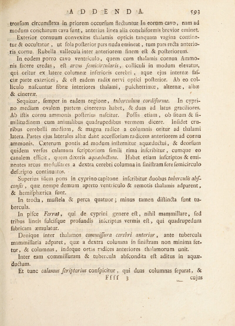 trorfum circumflexa in priorem occurfum fleduntur Io eorom cavo, nam ad modum concharum cava funt, anterius linea alia condiiformis brevior eminet Exterior cornuum convexitas thalamis opticis tanquam vagina contine¬ tur & occultatur, ut fola pofterior pars nuda emineat, tum pars reda anterio¬ ris cornu. Rubella vallecula inter anteriorem finem eft & poftenorem. In eodem porro cavo ventriculo, quem cum thalamis cornua Ani ma¬ nis facere credas, eft arem femicir cidaris, colliculi in modum elevatus, qui oritur ex latere columnae inferioris cerebri , aque ejus internae fafi¬ dae parte exteriori, & eft eadem radix nervi optici pofterior. Ab eo col¬ liculo nafcuntur fibrae interiores thalami, pulcherrimae, alternae, albae & cinereae. Sequitur, femper in eadem regione, tuberculum cordiforme. In cypri¬ no mediam ovalem partem cineream habet, & duas ad latus graciliores. Ab iftis cornu ammonis pofterius nafeitur. Poflis etiam , ob litum & ii- miiitudinem cum animalibus quadrupedibus vermem dicere. Inudet cru¬ ribus cerebelli medium, & magna radice a columnis oritur ad thalami latera. Partes ejus laterales albx dant accefforiam radicem anteriorem ad cornu ammonis. Caeterum pontis ad modum infternitur aquaedudui, & deorfuni quidem verfus calamum feriptorium fimili rima inferibitur, cumque eo canalem efficit, quem dixeris aquaduftum. Habet etiam infcriptos & emi¬ nentes arcus medullates a dextra cerebri columna in finiftram fere femicirculo deferipto continuatos. Superius idem pons in cyprino capitone inferibitur duobus tuberculis abf- conjis, quse nempe demum aperto ventiiculo & remotis thalamis adparent, & hemifp!i3erica funt. In troda, muftela & perca q-uatuor; minus tamen diftinda funt tu¬ bercula. In pifce Ferrat, qui de cyprini genere eft, nihil mammillare, fed tribus lineis fulcifque profundis inicriptus vermis eft, qui quadrupedum fabricam aemulatur. Denique inter thalamos commiffura cerebri anterior, ante tubercula mammillaria adparet, quae a dextra columna in finiftram non minima fer¬ tur, & columnas, indeque ortas ndices anteriores thalamorum unit. Inter eam commiffuram & tubercula abfcondfta eft aditus in aqu&- dudum. Et tunc calamus feriptorius confpicitur, qui duas columnas feparat, & Efff 3 cujus /