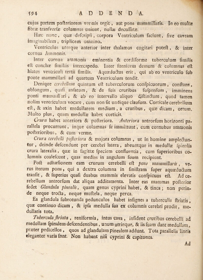 cujas partem pofteriorem vermis tegit, aflt pons mammillaris. In eo multae fibrae tranfverfae columnas uniunt, nullae decuffatae. Ha? e nunc, quae defcripfi 5 corpora Ventriculum faciunt, fi ve caveam imaginabilem, triplicem omnino. Ventriculos uterque anterior inter thalamos cogitari poteft, & inter cornua Ammonis. inter cornua ammonis eminentia & cordiforme tuberculum fimilis dl conchae fimiiiis intercapedo. Inter fornicem demum & columnas eft: liiatus ventriculi tertii fimilis. Aqusedudus erit, qui ab eo ventriculo fub ponte mammillari ad quartum Ventriculum tendit. Denique cerebellum quintum eft tuberculorum confpicuorum, conflans, oblongum, qoafi anfatum, & de fuis cruribus fufpenfum , imminens ponti mammilari , & ab eo intervallo aliquo diftindum, quod tamen nolim ventriculum vocare , cum non fit undique ciaufum. Corticale cerebellum eft, & axin habet medullarem medium , a cruribus, quae dicam, ortum. Multo plus, quam medullae habet corticis. Crura habet anteriora & pofteriora. Anteriora antrorfum horizonti pa¬ rallela procurrunt, inque columnas fe immittunt, cum cornubus ammonis pofterioribus, & cum verme. Crura cerebelli pofteriora & majora columnas , ut in homine ampledun- tur , deinde defcendunt per cerebri latera , aheuntque in medullae fpinalis crura lateralia, quae in fagittae fpeciem confluentia , cum fuperioribus co¬ lumnis coalefcunt , quas medias in angulum fuum recipiant. Poft adhaefionem eam crurum cerebelli eft pons mammillaris, ve¬ rus iterum pons, qui a dextra columna in finiftram fuper aquaedudum tranfit, & fuperius quafi duabus mammis elevatis confpicuus eft. Ad ce¬ rebellum antrorfum dat aliqua additamenta. Inter eas mammas pofterior fedet Glandula pinealis, quam genus cyprini habet, & tinca; non perin¬ de neque troda, neque muftela, neque perca. £a glandula fubrotunda pedunculos habet infignes a tuberculis ftriatis, quae continuo dicam , & ipfa medulla fua ex columnis cerebri prodit, me¬ dullaris tota. Tubercula ftriata , reniformia, intus cava , infident cruribus cerebelli ad medullam fpinalem defcendentibus, ununiutrinque, & iisfuam dant medullam, praeter pedicellos, quos ad glandulam pinealem addunt. Tota parallelis lineis eleganter varia fnnt. Non habent nifi cyprini & capitones. Ad