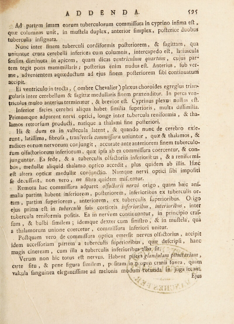 Ad partem imam eorum tuberculorum commiffura in cyprino infima eft , quae'columnas unit, in muftela duplex, anterior fimplex, pofterior duobus tuberculis infignata. Nunc inter linem tuberculi cordiformis pofteriorem, & fagittara , qua uniuntur crura cerebelli inferiora cum columnis, intercapedo eft, la tuscula fenfim diminuta in apicem, quam dicas ventriculum quartum, cujus par- tem tegit pons mammillaris > pofterius enim nudus eli Anterius, fub ver¬ me , advenientem aqusedudum ad ejus finem pofteriorem fibi continuatum accipit. .. . Ei ventriculo in troda, ( ombre Chevalier) plexus choroides egregius trian¬ gularis inter cerebellum Sc fagittse medullaris finem praetenditur. In peica v^n tnculus multo anterius terminatur , & brevior eft. Cyprinus plexus nullus eft. Inferior facies cerebri aliqua habet fimilia fuperioris, multa biffimiiia. Primumque adparent nervi optici, longe inter tubercula reniformia , & tha¬ lamos retrorfum produdi, natique a thalami fine potferiori. Hi & dum ea in vallecula latent, & quando nunc de cerebro ex.e- runt, latifljma, fibrofa , tranfverfa commiffura uniuntur , quse& thalamos, & radices eorum nervorum conjungit, accurate ante anteriorem finem tuberculo¬ rum olfadoriorum inferiorum , quae ipfa ab ea commiffura coercentur, & con¬ junguntur. Eafede, &a tuberculis olfadoriis inferioribus , & a reniformi¬ bus, medullte aliquid thalamo optico accedit, plus quidem ab illis. Haec eft altera opticae medullae conjundio. Namque nervi optici ubi impoliti fe decuffant, non vero, ne fibra quidem niifcentur. j Remota hac commiffura adparet olfactorii nervi origo , quam bsec ani¬ malia partitn habent inferiorem, pofteriorem, inferioribus ex tuberculis or¬ tam , partim fuperiorem , anteriorem, ex tuberculis fupenoribus. Ongo ejus prima eft in tuberculis fuis corticeis inferioribus, interioribus, inter tubercula reniformia pofitis. Ea in nervum continuantur, in principio cral- fum , & bulbi fi mile m ; idemque dexter cum finiftro, & m muftela, qua a thalamorum unione coercetur , commiflura inferiori unitur. . _ . Poftquam vero de commiflura optica emerfit nervus oliadorius, accipit idem accefforiam partem a tuberculis fuperioribus , qure defcnpfi, hanc Zi. cineream , L M. . tubereulis WM,# ». ; ; , Verum non hic totus eft nervus. Habent pil«eSglandulam prtmtauam, certe fitu , & pene figura fimilem , politam in propria cranii fovea, quam vafcula fanguinea elegantiffime ad melonis modum totunda in juga lecMt. e X V f £ ffi. & l,