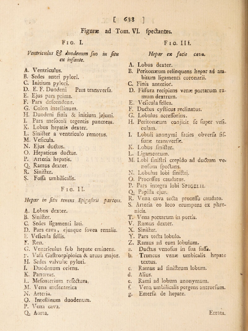 E cn ] Figurae ad Tom. VL fpedantes. Fig. L Vmtrkulus ^ duodenum fuo in fiitt ex infante. h. Ventriculus. B. Sedes antri pylorL C. Initium pylori. D. E. F. Duodeni Fars transverfa. E. Ejus pars prima. F. Pars dcrcendcii^. G. Colon intefrinom. H. Duodeni finis & initium )e}iinL I. Pars mefocoli tegentis pancreas. Ki Lobus hepatis dexter. L. Siiiifter a ventriculo remotus. M. Veficoia. N. Ejus du(flus. O. Hepaticus diuflus. F. Arteria hepatis. Ramus dexter. R. Sinifter. S. Folfa umbilicalis. FiG.IL Hepar m Jita tenens Epipa/Irii parttnh A. Lobus dexter. B. Siiiifter. C. Sedes ligamenti lati. D. Pars cava, ejusque fovea renalis. E Velicula fellls. F. Ren. G. Ventriculus fub hepate eminens, r, Vaia Gaftroepiploica & arcus major. H. Sedes valvuito pylori, f. Duodenum oriens. K. Pancreas. L. Mefe nierium reredam, M. Vena mefenterica N. Arteria. O. Inceftinum duodenum. P. \^ei.ia cav.ic Qi Aorta. Fia lll Hepar ex facie cava. A. Lobus dexter. B. Peritonaeum relinquens hepar ad am» bitum ligamenti coronarii. C. Finis anterior. D. FiiTura recipiens ven^ portarum ra¬ mum dextrum, E. Veficula fellea. ¥, Dudus cyfticus reclinatus. G. Lobulus accefibrius. H. Periton^iini conjicit fe fuper veli- culam. I. Lobuli anonymi Facies obverfa fif- fur^ traosverfx.' K. Lobus finifier. L. Ligamentum. M. Lobi finiftri crepido ad du<flom ve- iioruiii fpedans. N. Lobulus lobi iinifiri. O. Proceffos caudatus. P. Pars integra lobi SpiGELn. (X Papilla ejus. R. Vena cava teda proceffij caudato. S. Arteria eo loco erumpens ex phre¬ nicis. T. Vena portarum in portis. V. Piamus dexter. X. Sinifter. Y. Pars teda lobulo. Z. Ramus ad eum lobolum. a. Dudus venoius in foa foSk. b. Truncus ven^ umbicaiis hepate textus. c. Ramus ad liniilrum lobum. d. Alius. e. Rami ad lobum anonymum. £ Vena umbilicalis pergens antrorfum. g. Emerfi^ de hepate. Errat-a.