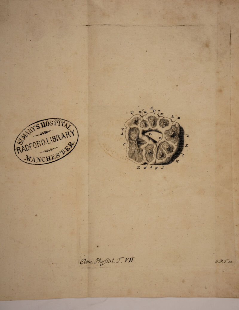 $ \ fT' j 1 ¥ i /' \ ♦  i / J^sc. / •' /