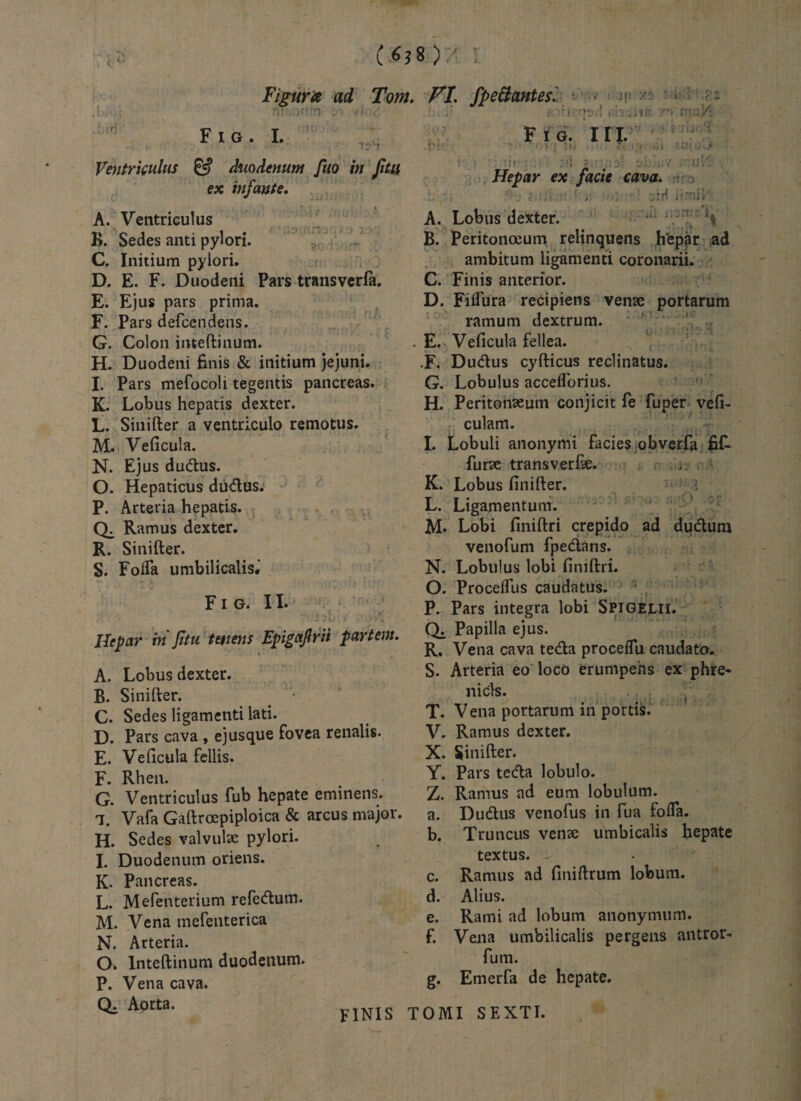(6j8) Figurte ai Tom. FI. fpeSantes. - ' ' ' F I G . I, ■ • t- Jp 70 2;ito eiutiiiR 7j' tu:; VI Ventriculus & duodenum fuo in Jitu ex infante. A. Ventriculus B. Sedes anti pylori. C. Initium pylori. D. E. F. Duodeni Pars transverla. E. Ejus pars prima. F. Pars defcendens. G. Colon inteftinum. H. Duodeni finis & initium jejuni. I. Pars mefocoli tegentis pancreas. K. Lobus hepatis dexter. L. Sinifter a ventriculo remotus. M. Veficula. N. Ejus ducftus. O. Hepaticus du&us. P. Arteria hepatis. Ramus dexter. R. Sinifter. S. Foda umbilicalis.' F i g. II. Ilepar in Jitu tenens Epigafirii partem. A. Lobus dexter. B. Sinifter. . • C. Sedes ligamenti lati. D. Pars cava , ejusque fovea renalis. E. Veficula fellis. F. Rhen. G. Ventriculus fub hepate eminens. X Vafa Gaftrcepiploica & arcus nvajor. H. Sedes valvulte pylori. I. Duodenum oriens. K. Pancreas. L. Mefenterium refecftum. M. Vena mefenterica N. Arteria. Fig. III. .{M* • • • ■;( ... ' • . i ' . ' .. •_. . : < n Hepar ex facie cava. 5'j r:; ; - :.iH irati . A. Lobus dexter. B. Peritonceum relinquens hepar ad ambitum ligamenti coronarii. C. Finis anterior. D. Fiifura recipiens vente portarum ramum dextrum. . E.v Veficula fellea. .F. Du&us cyfticus reclinatus. G. Lobulus acceflorius. H. Peritonaeum conjicit fe fuper vefi- culam. I. Lobuli anonymi facies obverfa fiR furae transverfte. K. Lobus finifter. l L. Ligamentum. M. Lobi finiftri crepido ad dudum venofum fpe&ans. N. Lobulus lobi finiftri. O. Proceflus caudatus. P. Pars integra lobi Spigelii. Q. Papilla ejus. R. Vena cava tecfta proceflu caudato. S. Arteria eo loco erumpens ex phre¬ nicis. T. Vena portarum in portis. V. Ramus dexter. X. Sinifter. Y. Pars tedla lobulo. Z. Ramus ad eum lobulum. a. Du&us venofus in fua foda. b. Truncus vente umbicalis hepate textus. - c. Ramus ad finiftrum lobum. d. Alius. e. Rami ad lobum anonymum. f. Vena umbilicalis pergens antror- fum. g. Emerfa de hepate. O. Inteftinum duodenum. P. Vena cava. Q. Aorta. FINIS TOMI SEXTI.