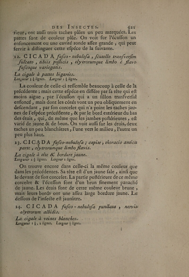 rieur, ont auffi trois taches pâles un peu marquées. Les pattes font de couleur pâle. On voit fur PécufTon un ' enfoncement ou une cavité ronde aflez grande , qui peut fervir à diftinguer cette efpéce 'de la fuivante. [12. C I C A D A fufcQ • nehuloja , fcutello tranjverfim Jlilcato y tibiis pojlicis y elytrorumque limbo è Jlavo< Jüfcoque variegatis, La cigale à pattes bigarées. Longueur 3 f lignes. Largeur j § ligne, La couleur de celle-ci reflemble beaucoup à celle de îà précédente ; mais cette efpéce en diffère par fa tête qui eft moins aigue , par l’écuffon qui a un fillon tranfvérfàl enfoncé , mais dont les côtés vont un peu obliquement en defcendant , par fon corcelet qui n’a point les taches Jau^ nés de l’efpéce précédente y ôc par le bord extérieur du bas des étuis , qui ^ de même que les jambes poftérieures y eû varié de jaune & de brun. On voit auffi fur les étuis, deux taches un peu blanchâtres, l’une vers le milieu, l’autre un peu plus haut. 13. CICADA fufco-nebulofa ; capite , thoracls antîca parte , elytrorumque limbo flavis, La cigale à tête ôC bordure jaune. Longueur 2 | lignes. Largeur 1 ligne. On trouve encore dans celle-ci la même couleur que’ dans les précédentes. Sa tête eft d’un jaune fale , ainh que le devant de fon corcelet. La partie poftérieure de ce même corcelet & l’écuffon font d’un brun finement panaché de jaune. Les étuis font de cette même couleur brune , mais leurs bords ont une affez large Bordure jaune. Le deffous de l’infeéte eft jaunâtre. 14. CICADA fufco - nebulofa punclata y nen'ls< ■elytrorum alhidis, La cigale à veines blanches. Longueur i f » a lignes. Largeur j ligne.